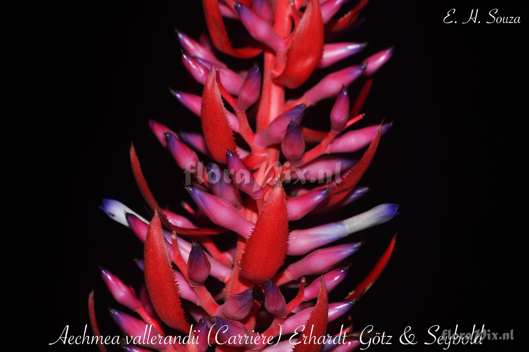 Aechmea vallerandii