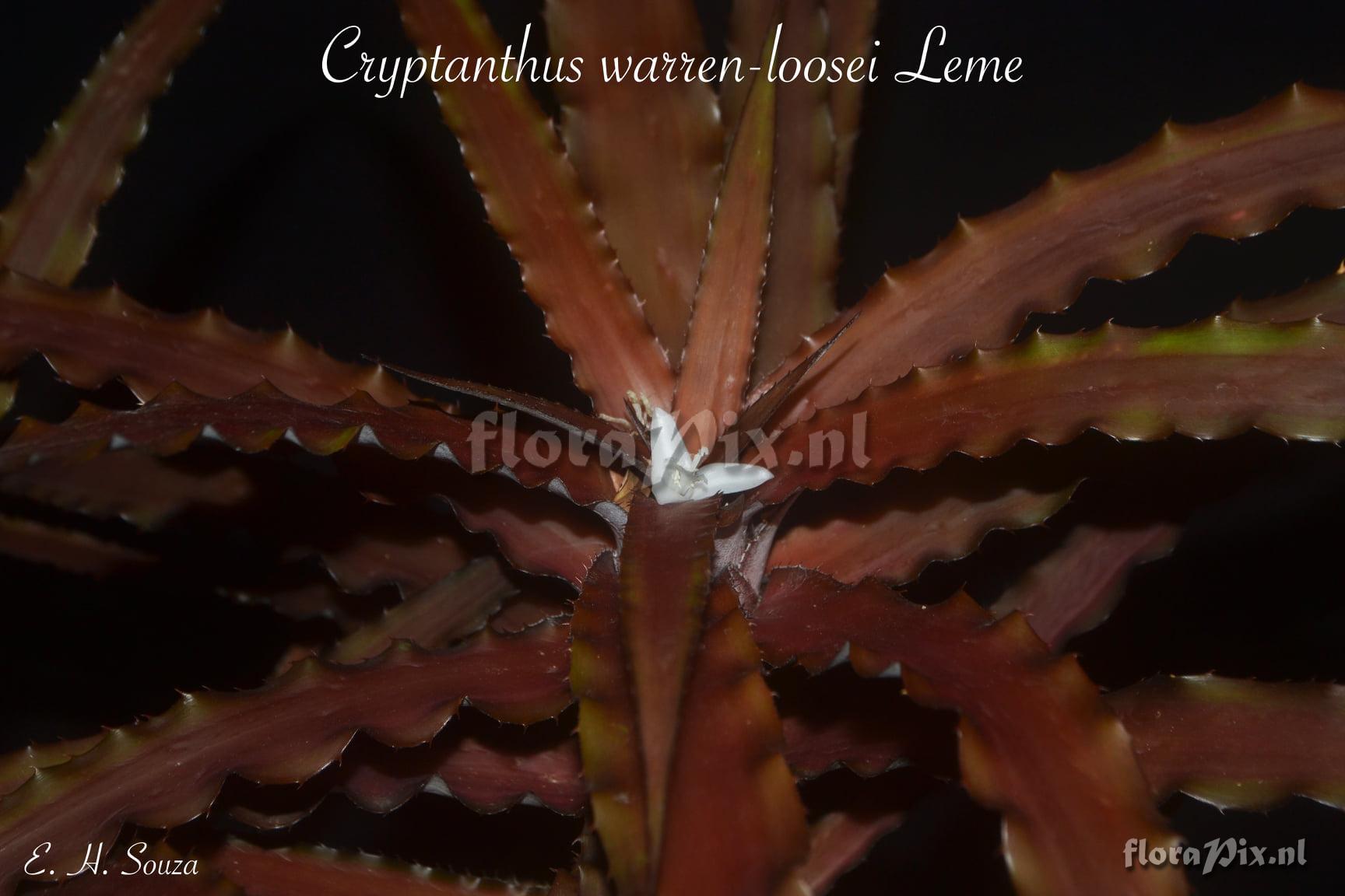 Cryptanthus warrenloosei