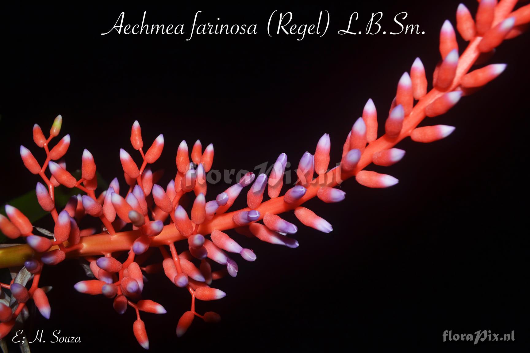 Aechmea farinosa