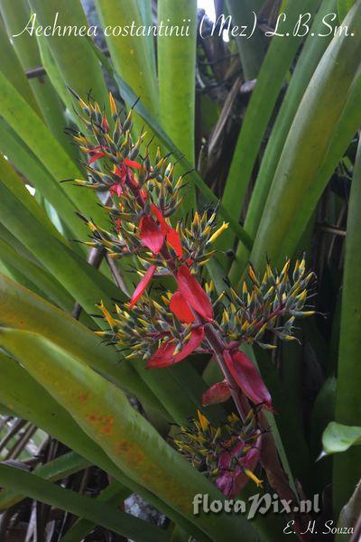 Aechmea costantinii