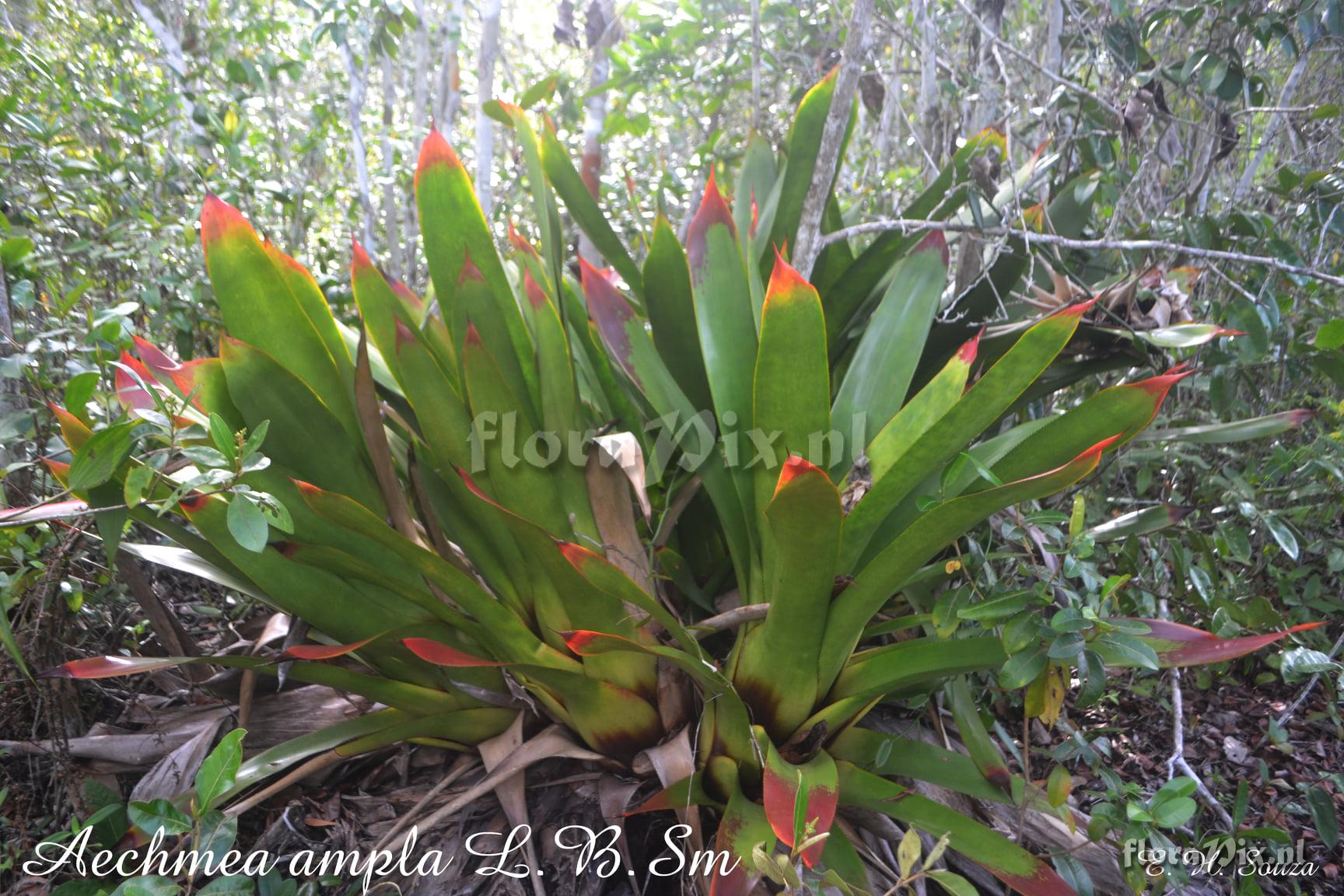 Aechmea ampla