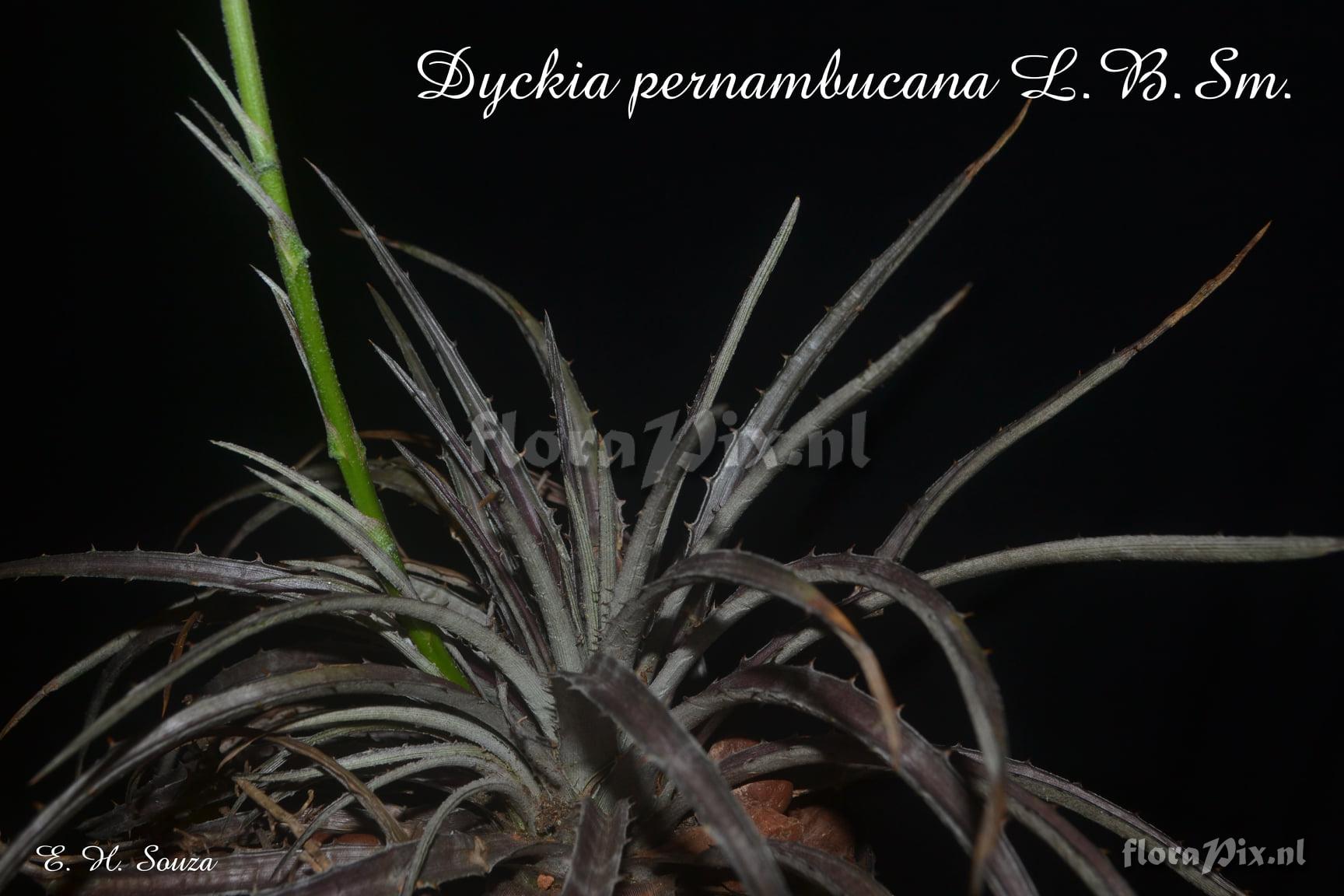 Dyckia pernambucana