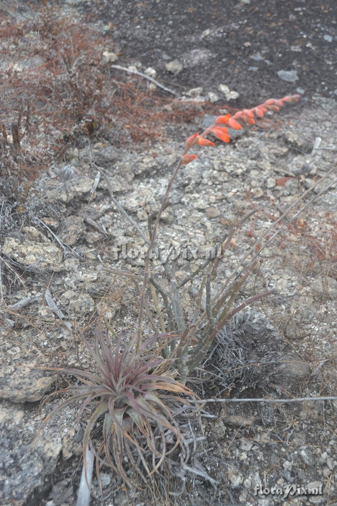 Dyckia pernambucana