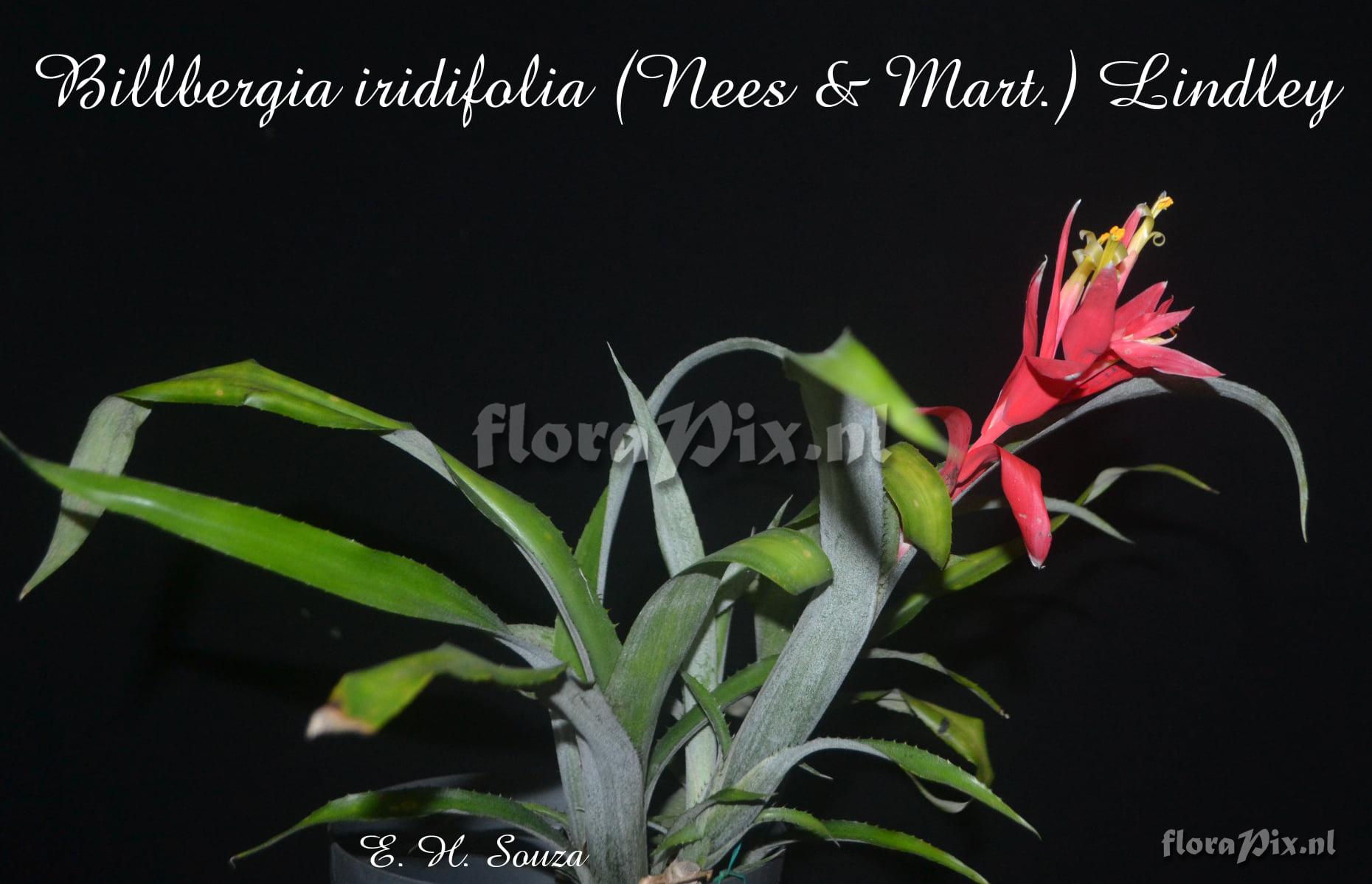 Billbergia iridifolia