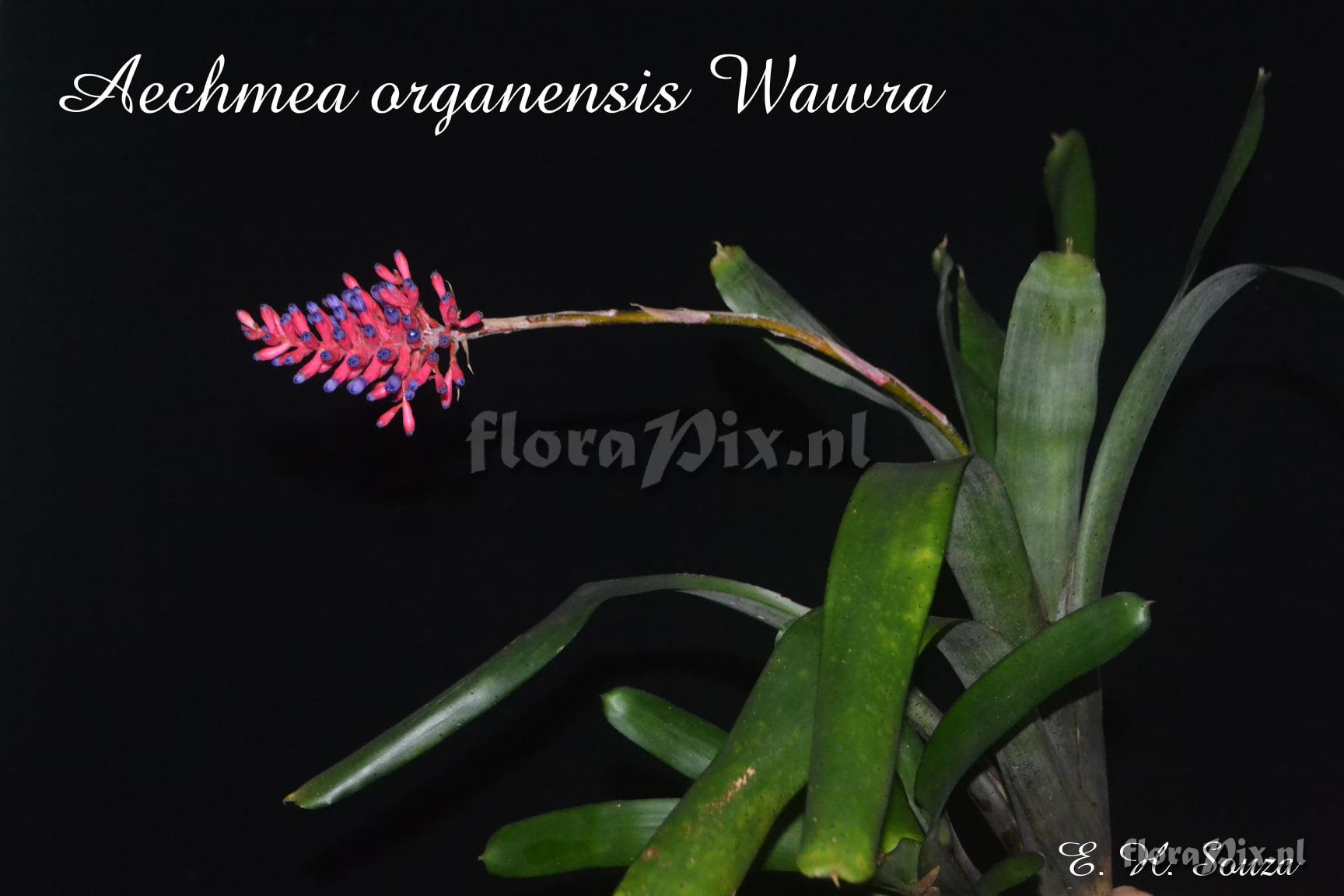 Aechmea organensis