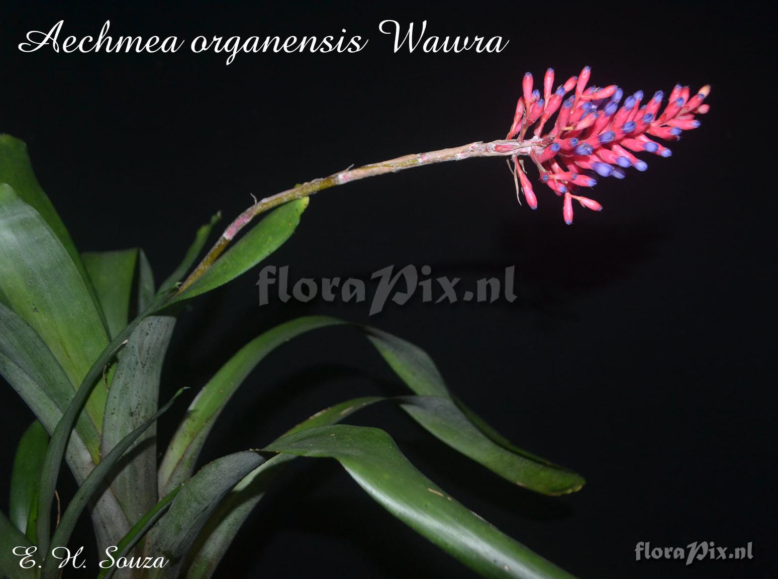 Aechmea organensis