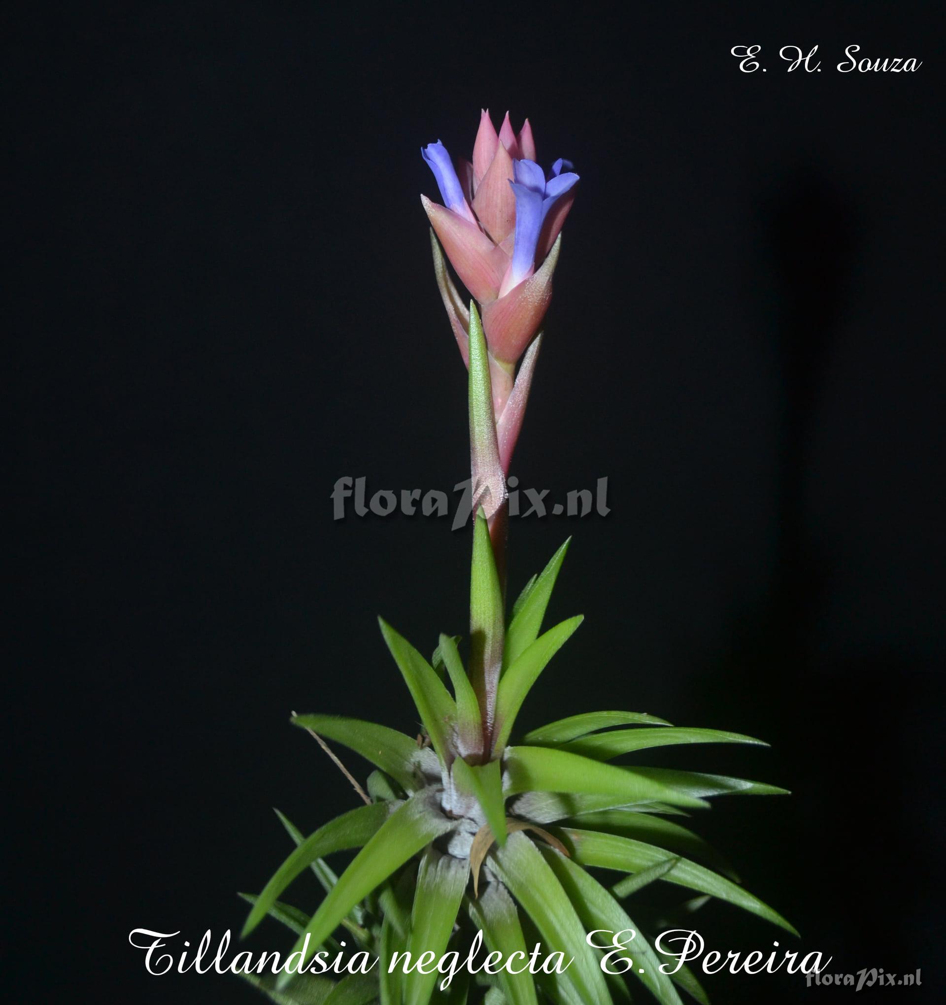 Tillandsia neglecta