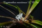 Cryptanthus maritimus