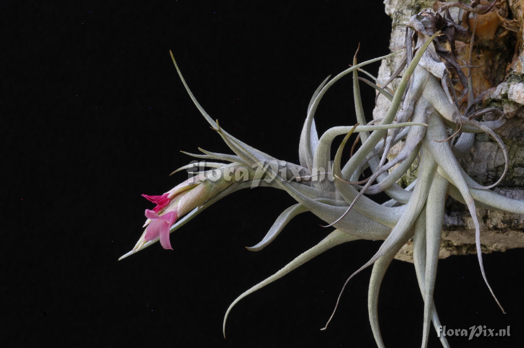 Tillandsia rubia