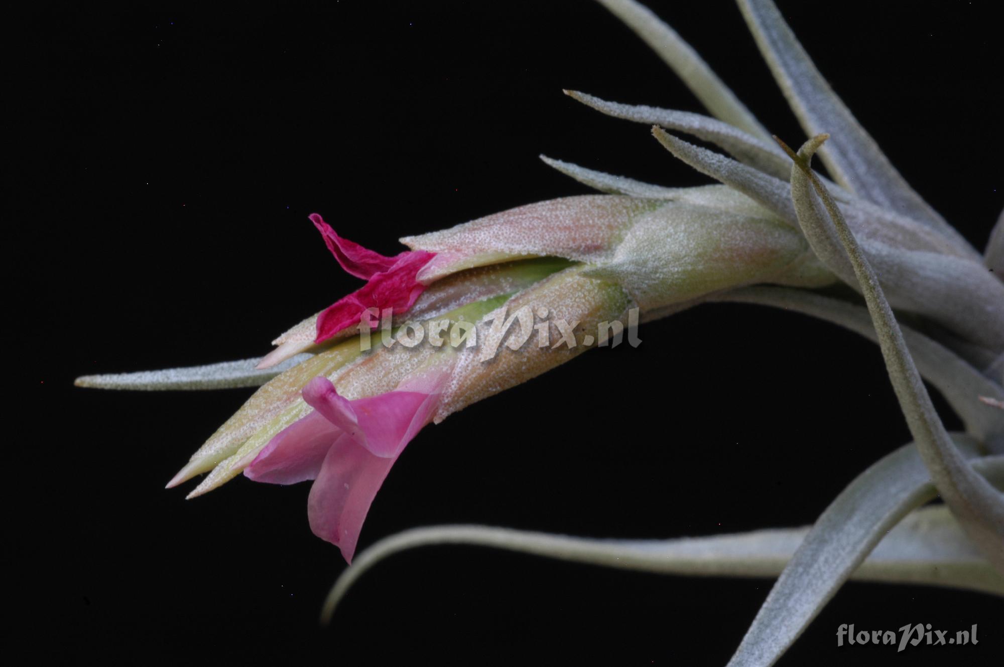 Tillandsia rubia