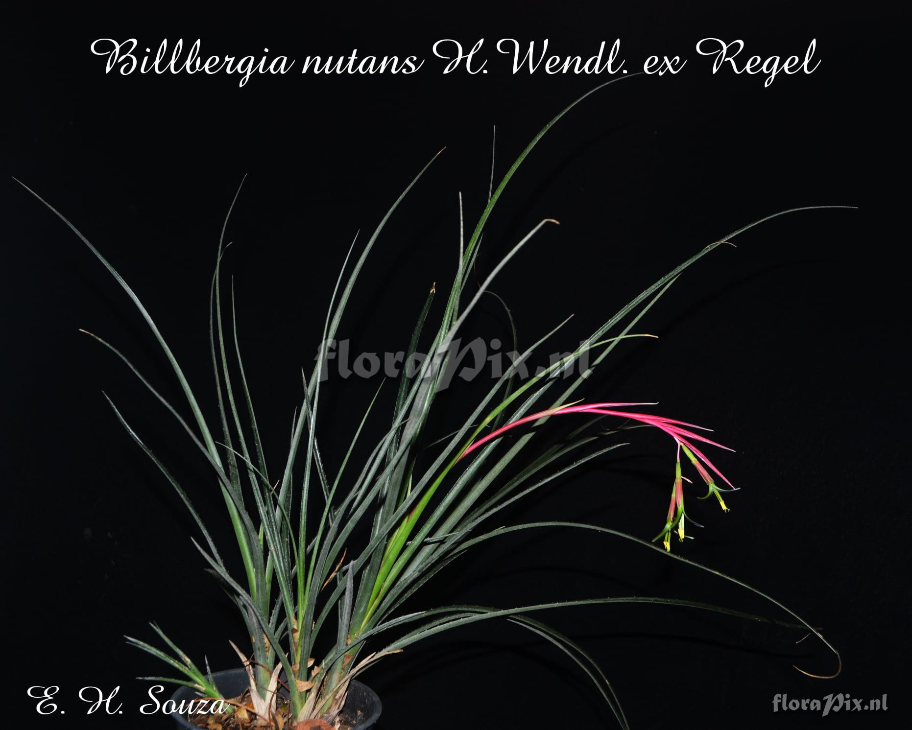 Billbergia nutans