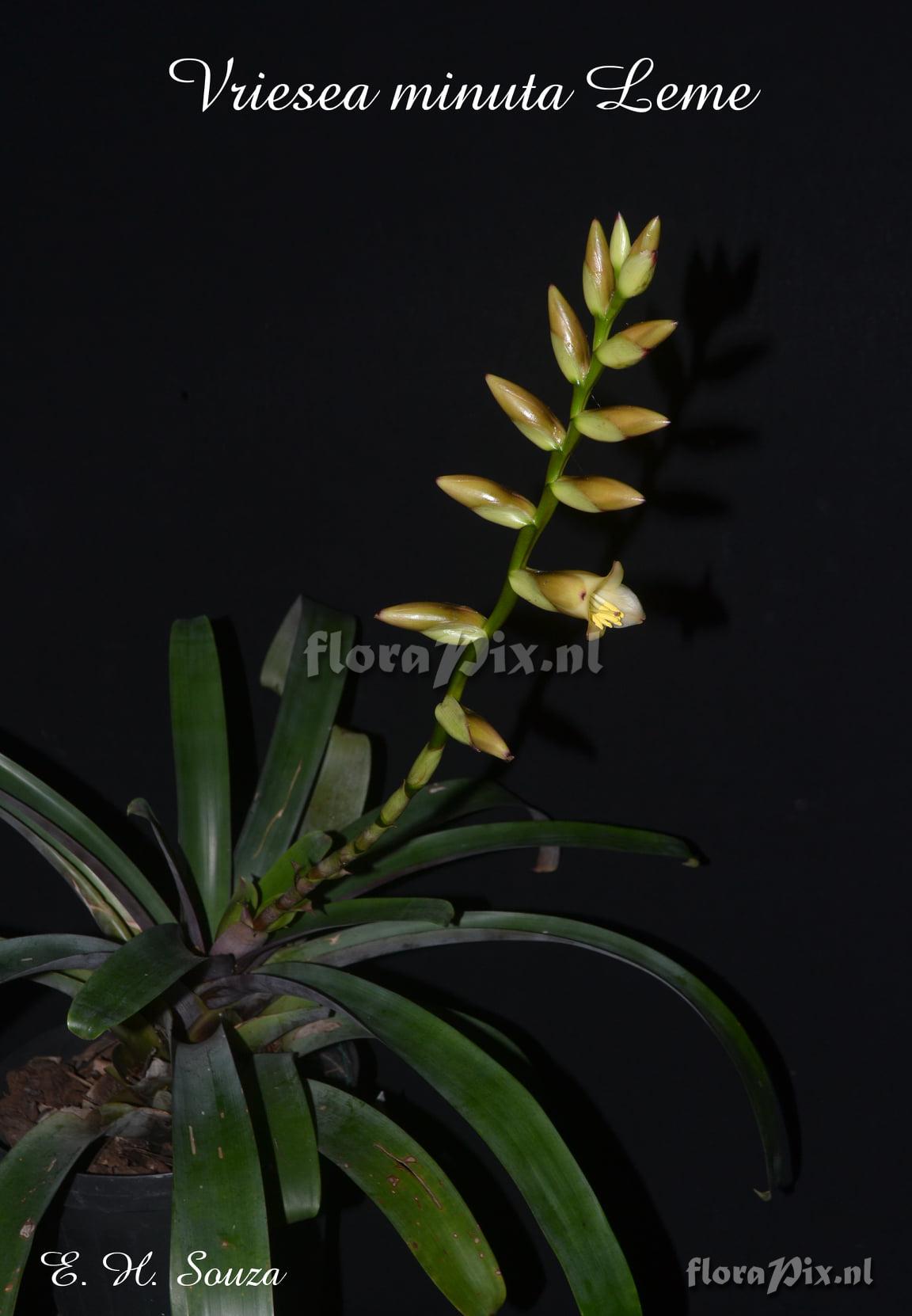 Vriesea minuta