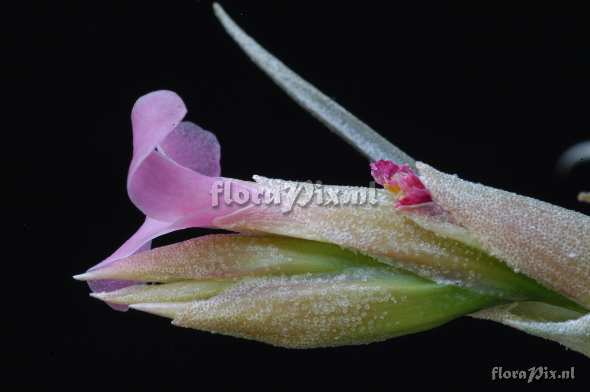 Tillandsia rubia