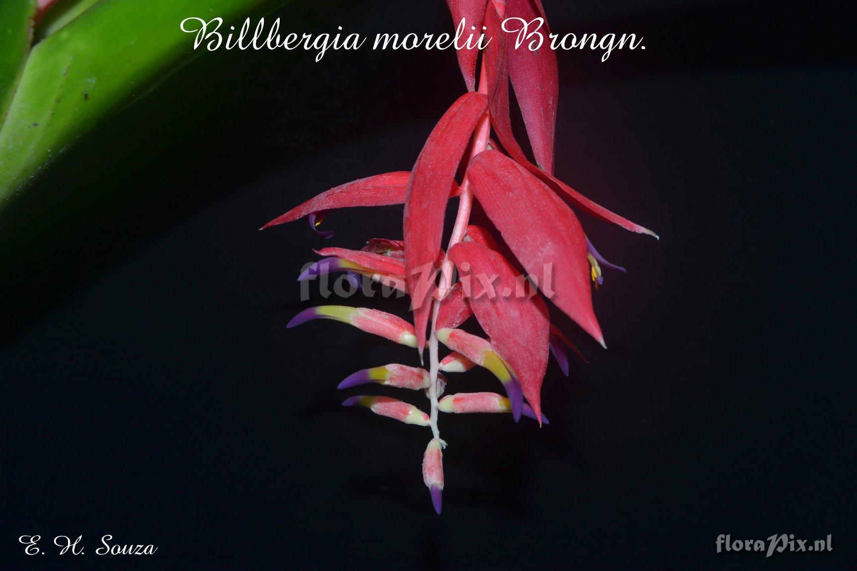 Billbergia morelii