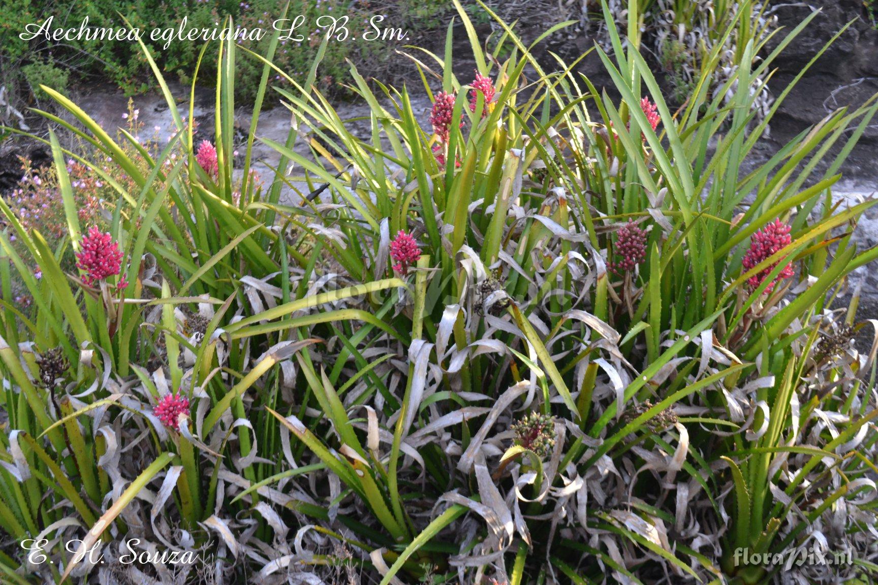 Aechmea egleriana