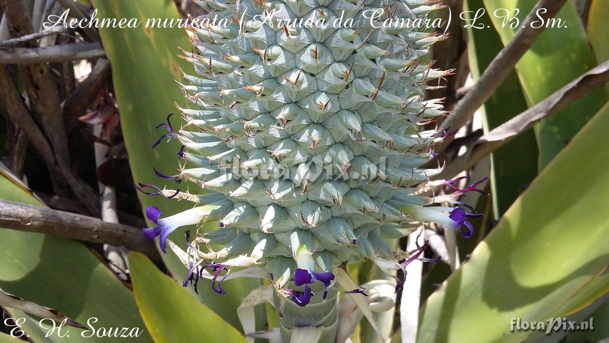 Aechmea muricata