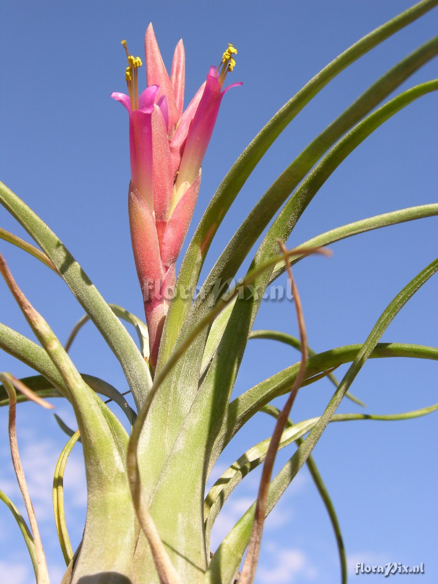 Tillandsia paraensis