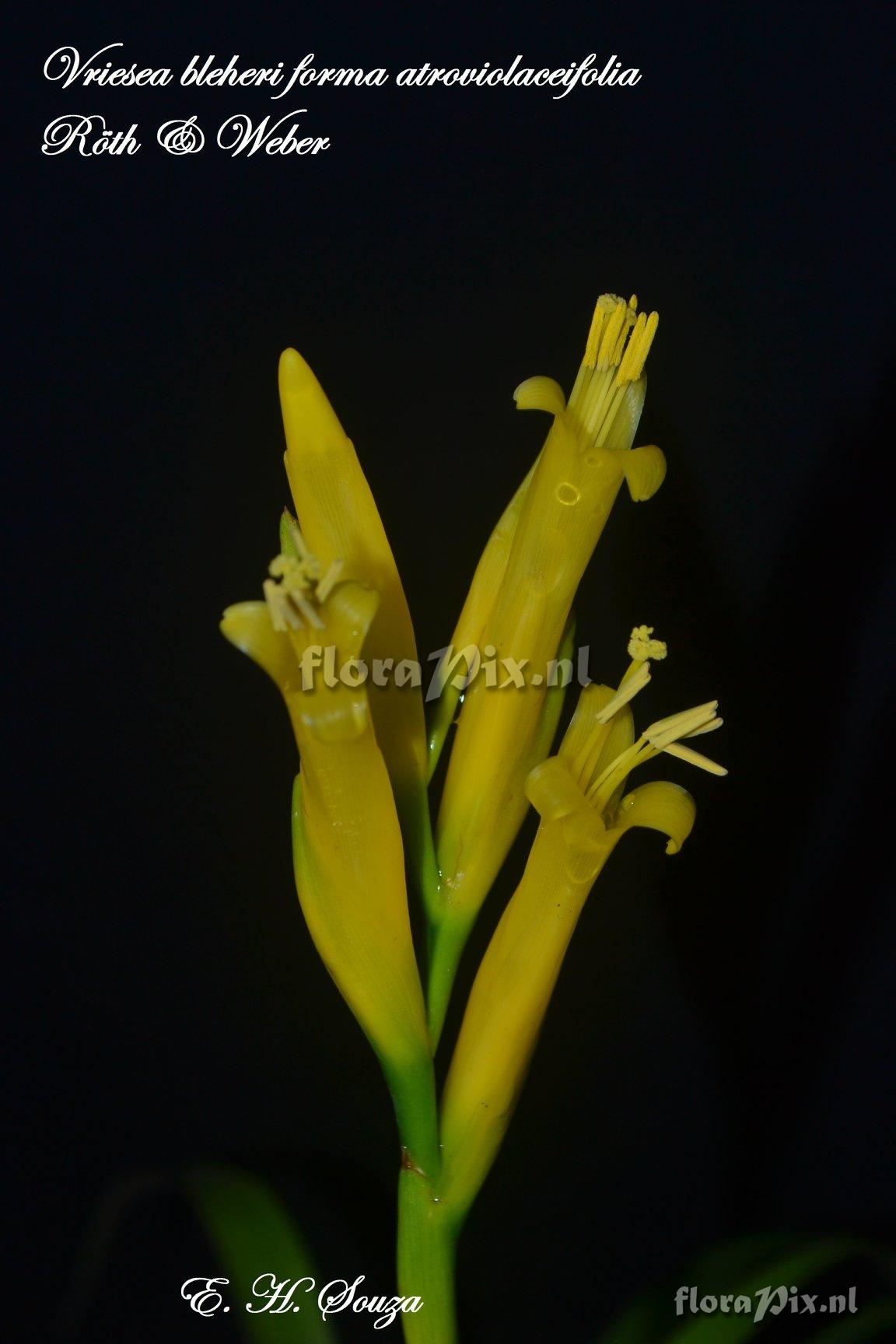 Vriesea bleheri forma atroviolaceifolia