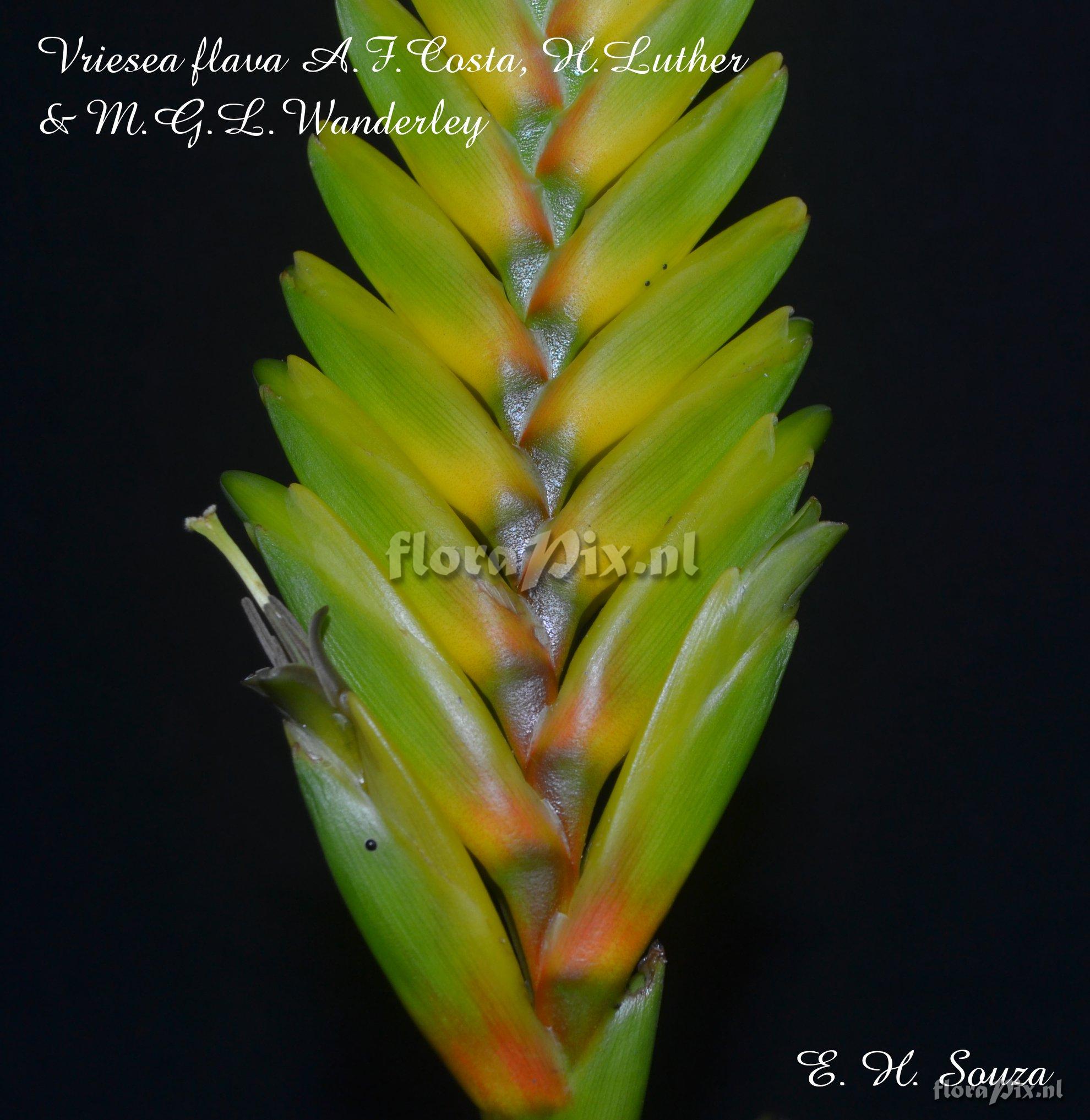 Vriesea flava