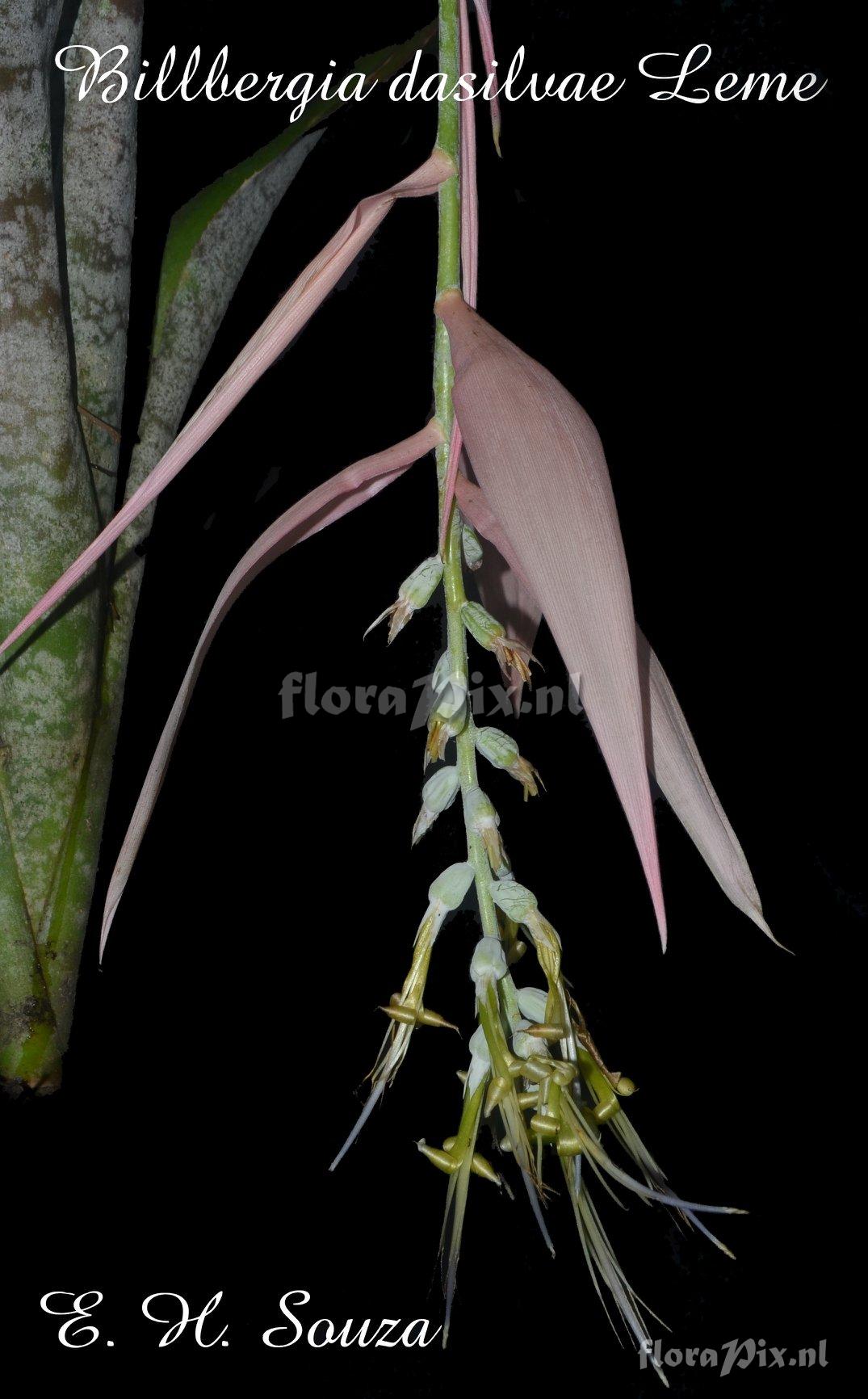 Billbergia dasilvae