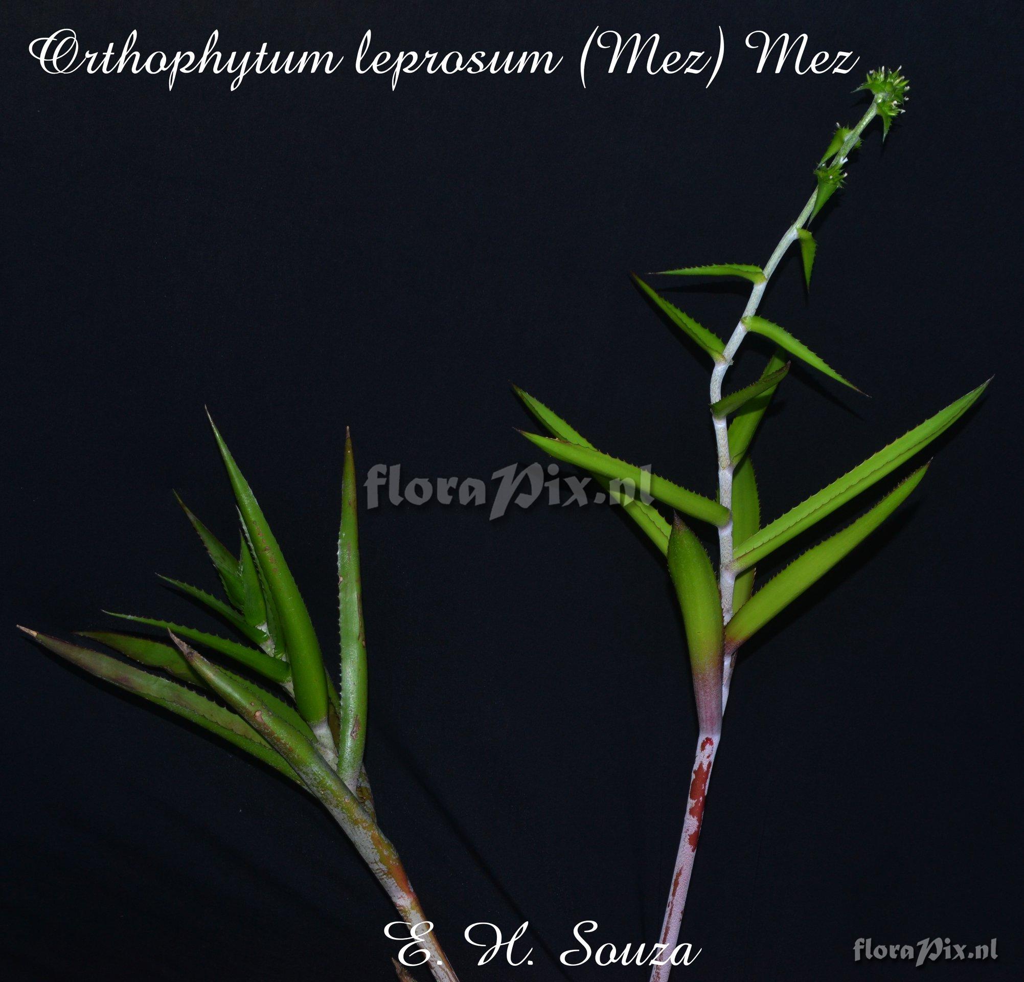 Orthophytum leprosum