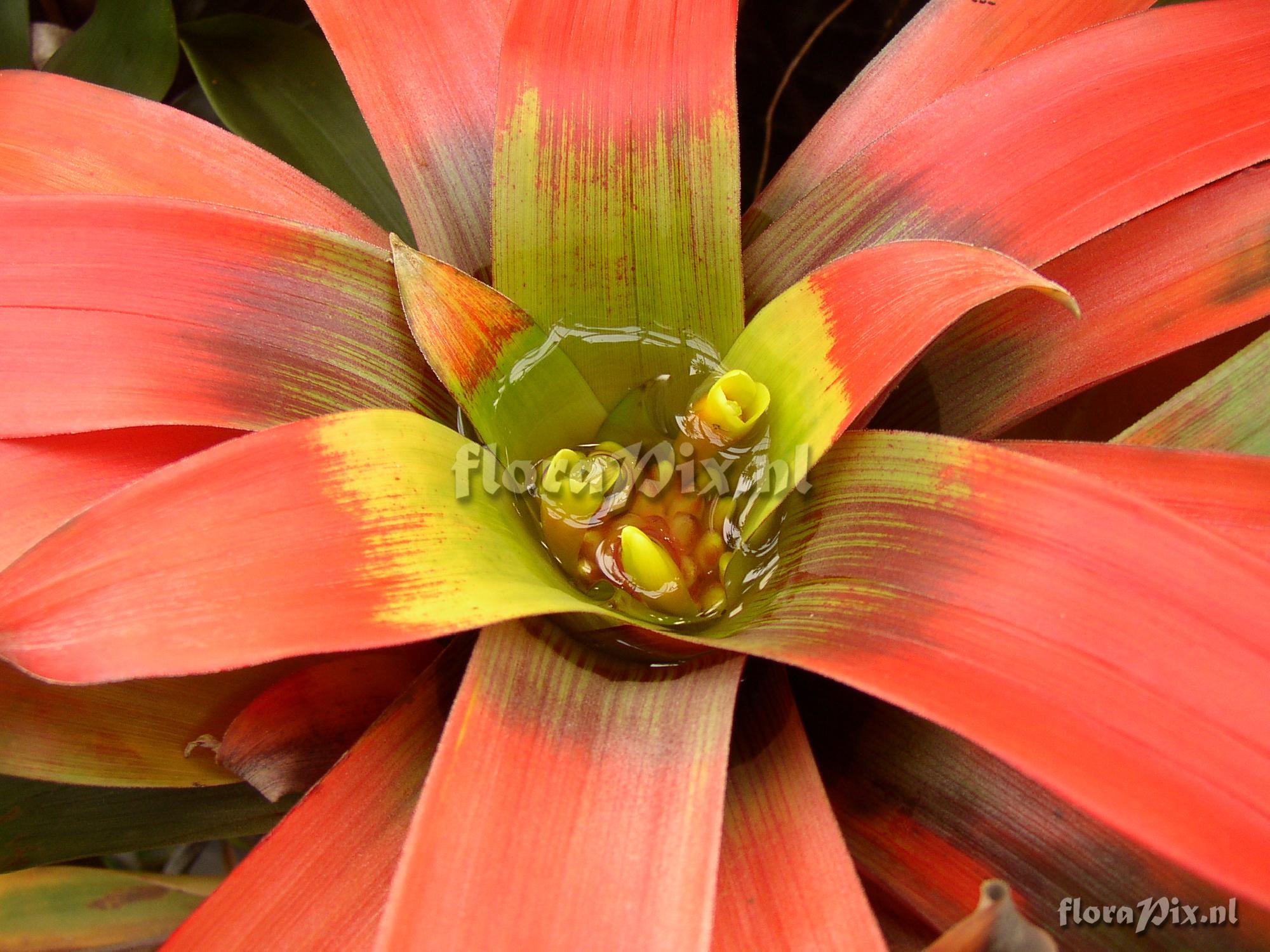 Guzmania sanguinea