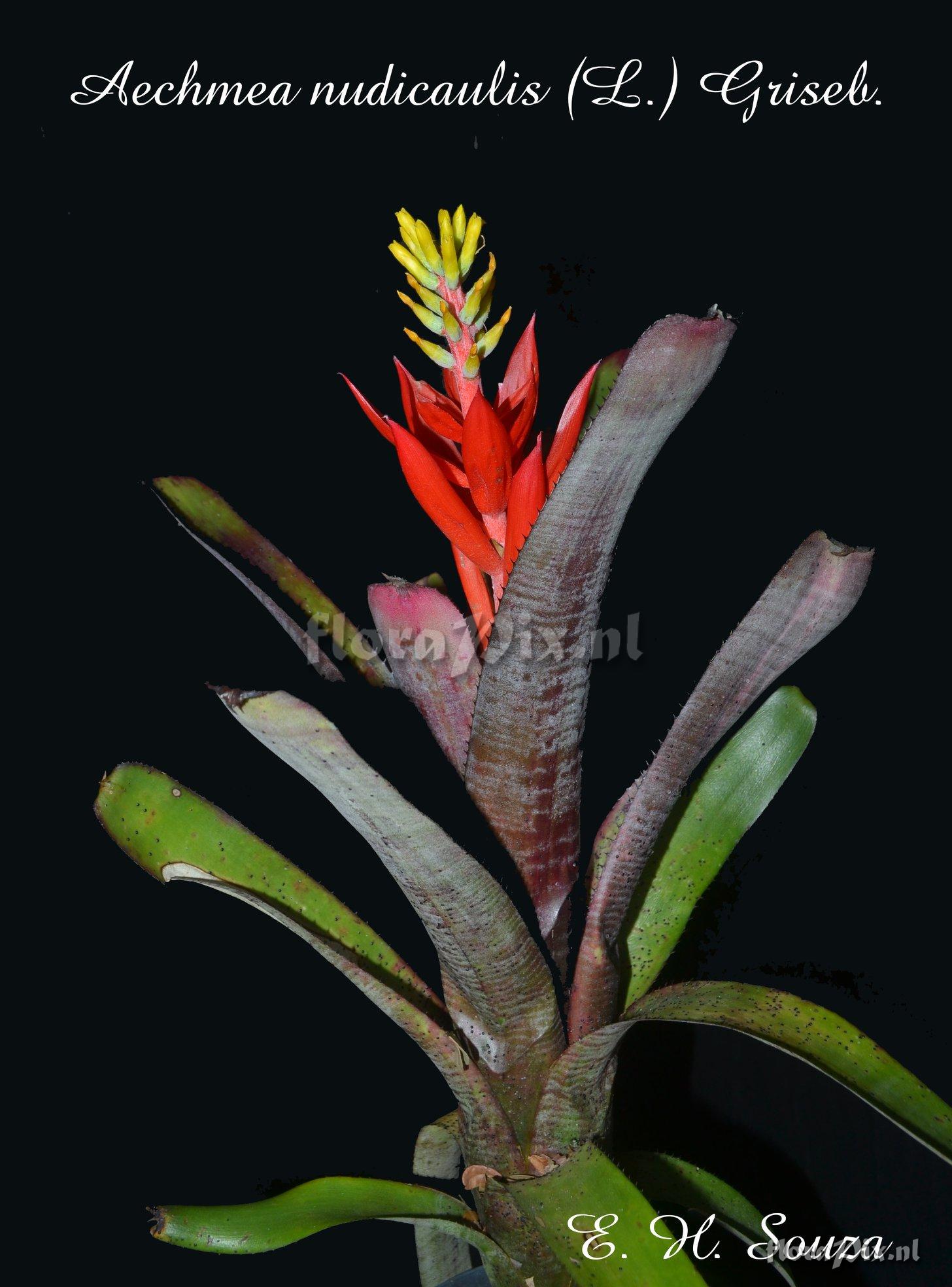 Aechmea nudicaulis var. aequalis