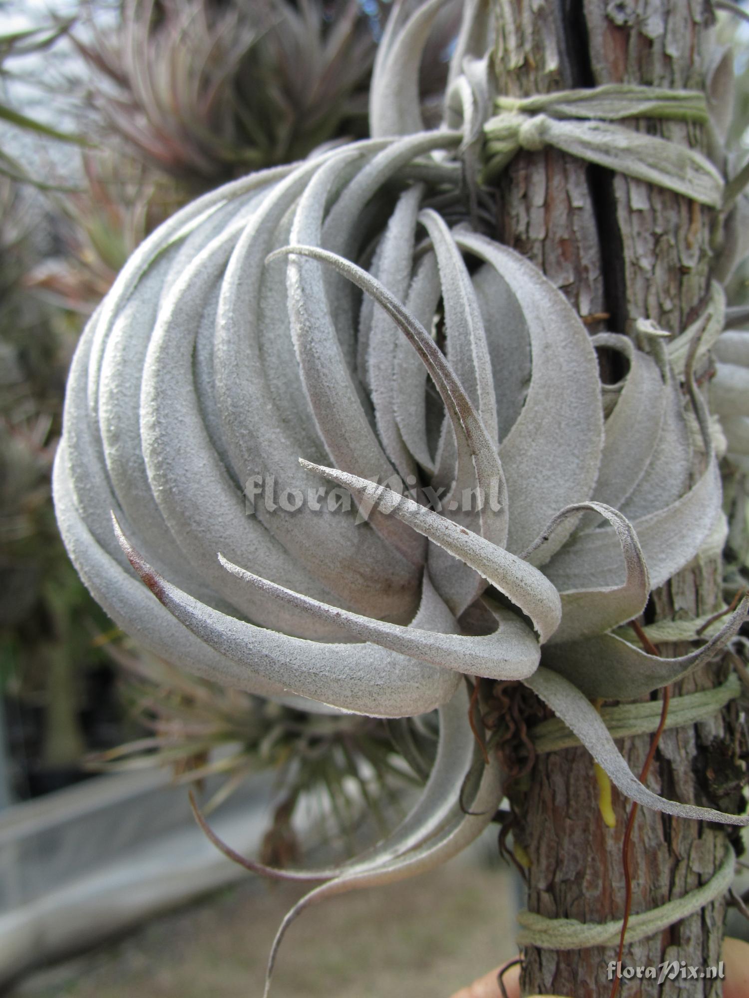 Tillandsia piauiensis