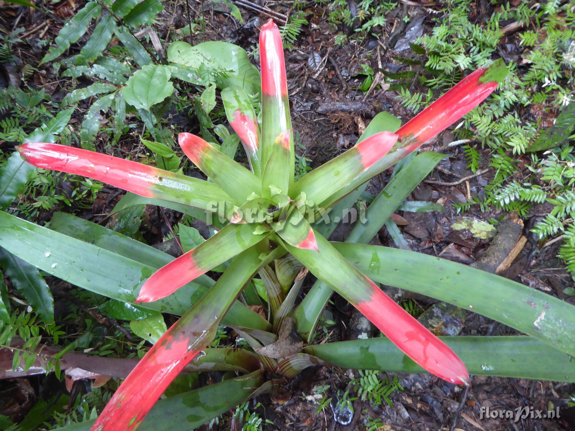 Guzmania circinnata