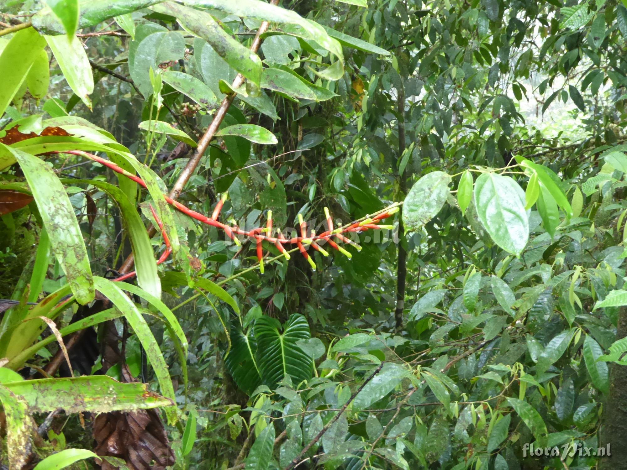 Guzmania dissitiflora