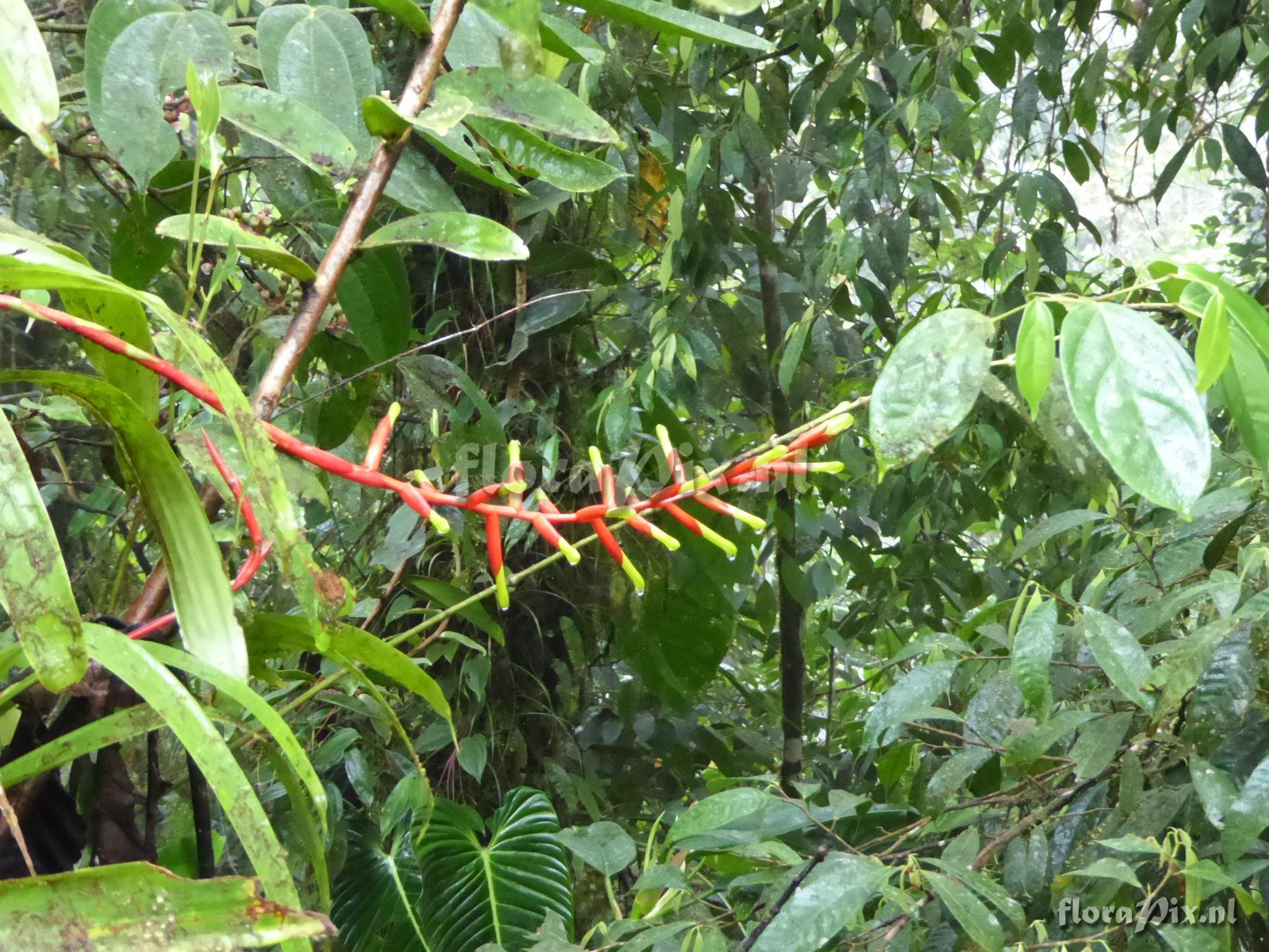 Guzmania dissitiflora