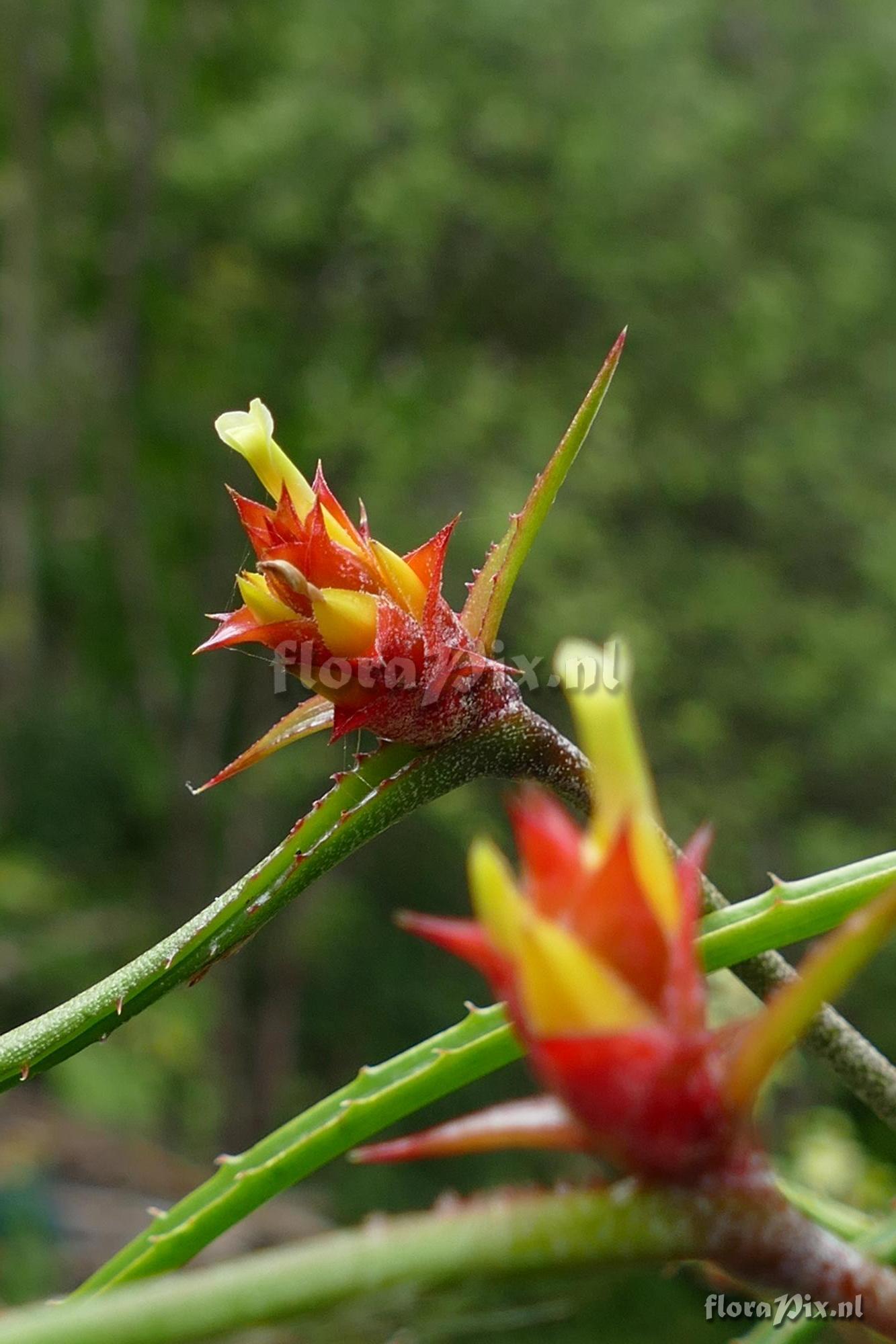 Acanthostachys strobilacea