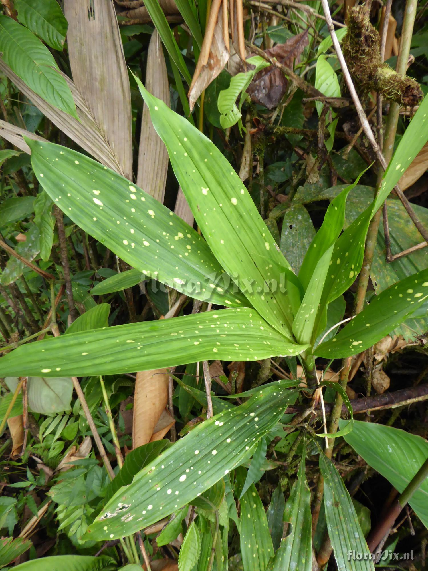 Pitcairnia brongniartiana var. ornata