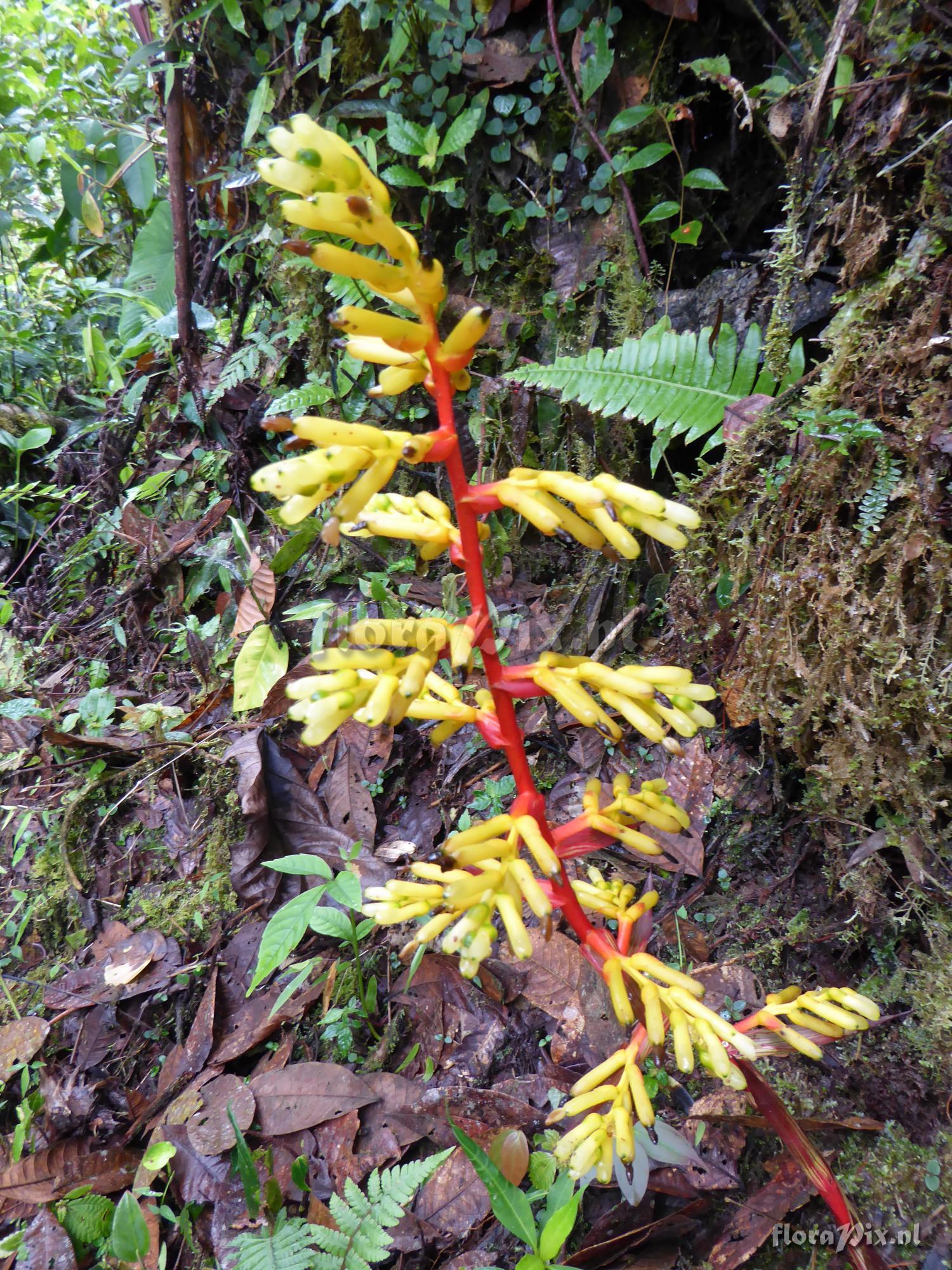 Guzmania testudinis