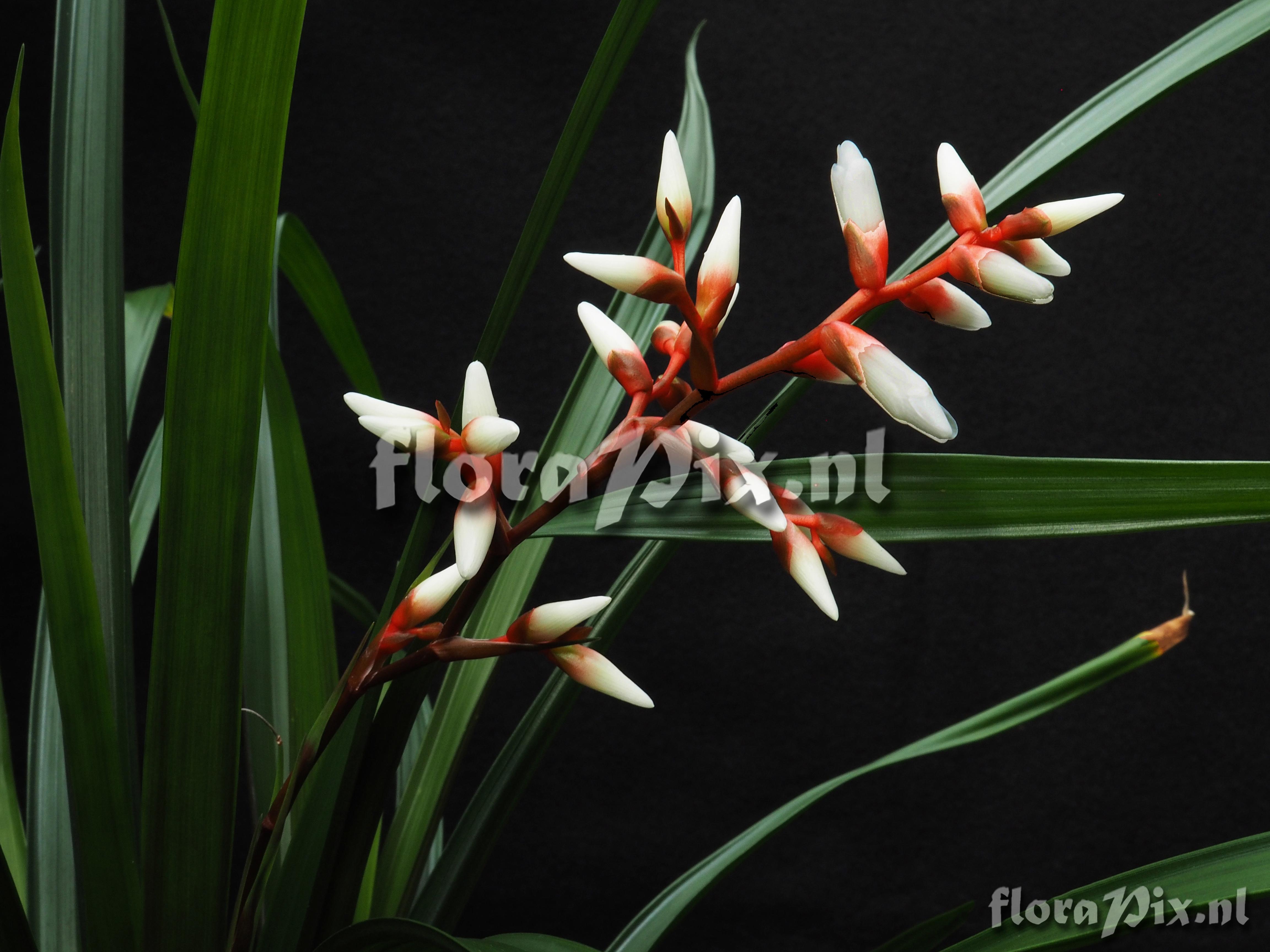 Guzmania delicatula