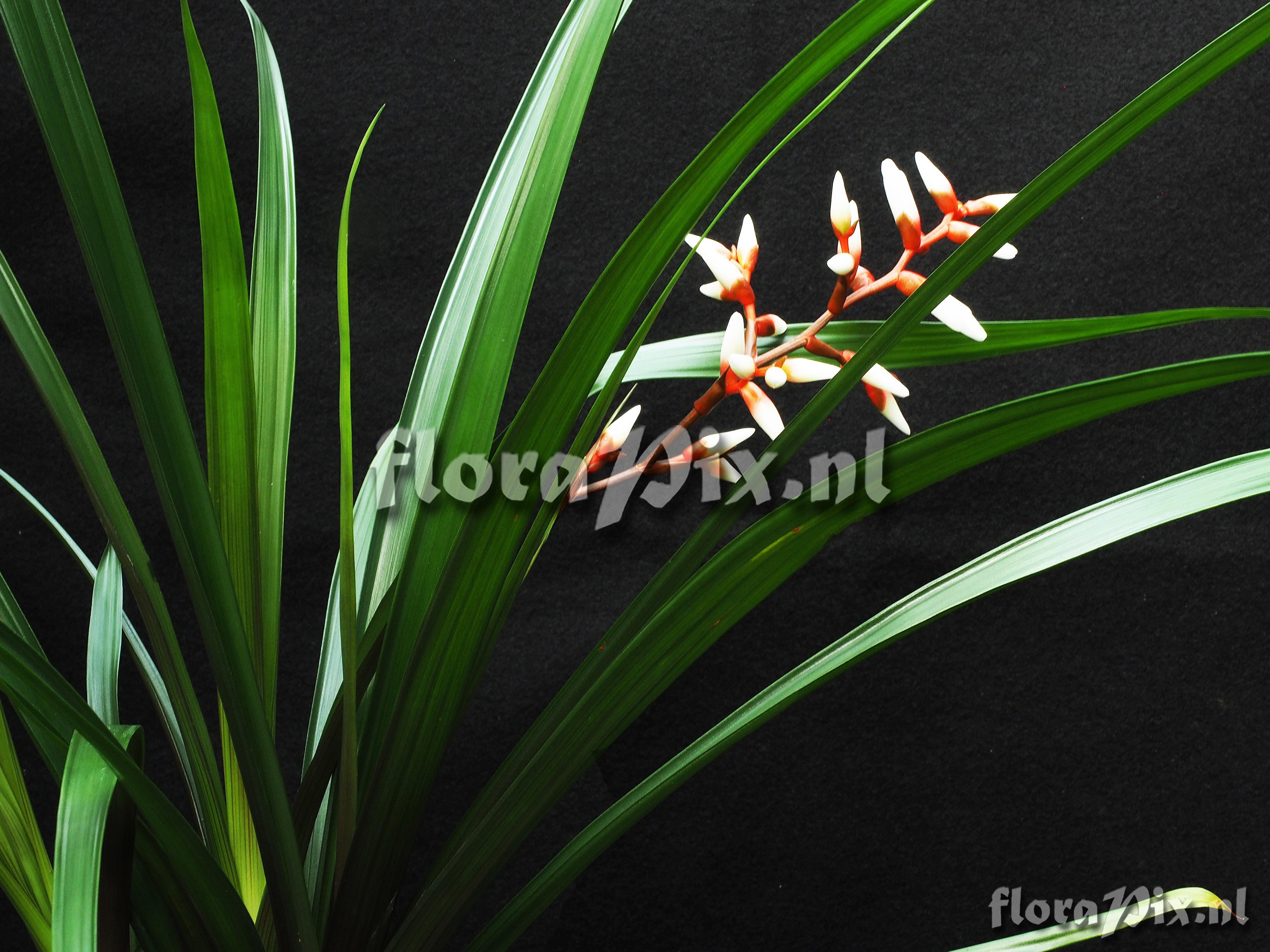 Guzmania delicatula