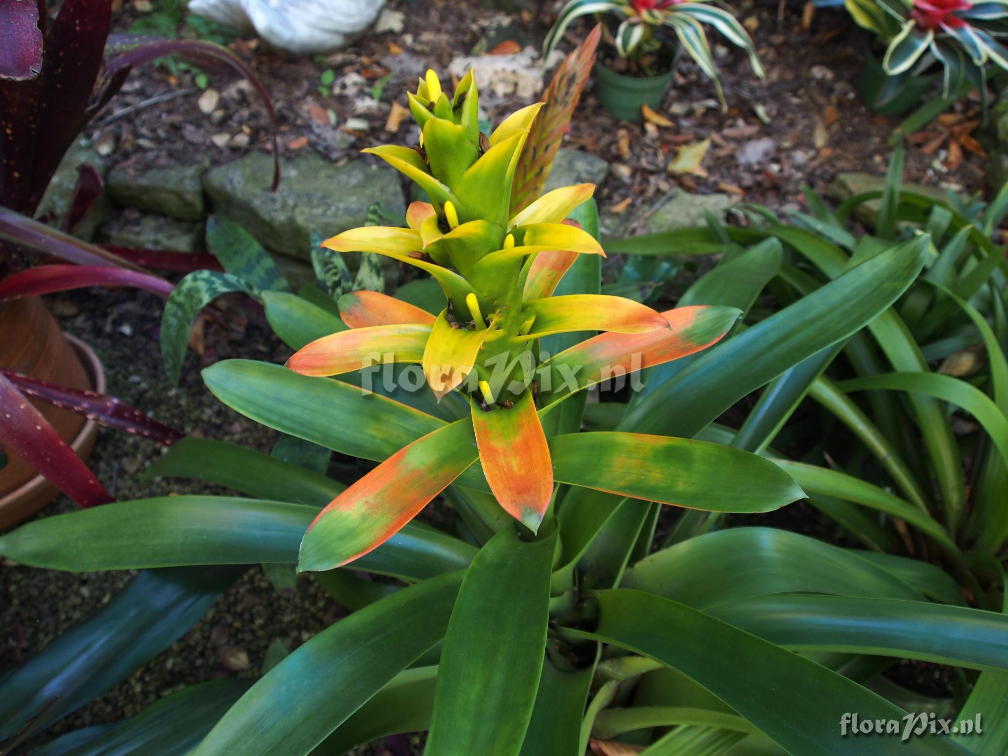 Guzmania gloriosa