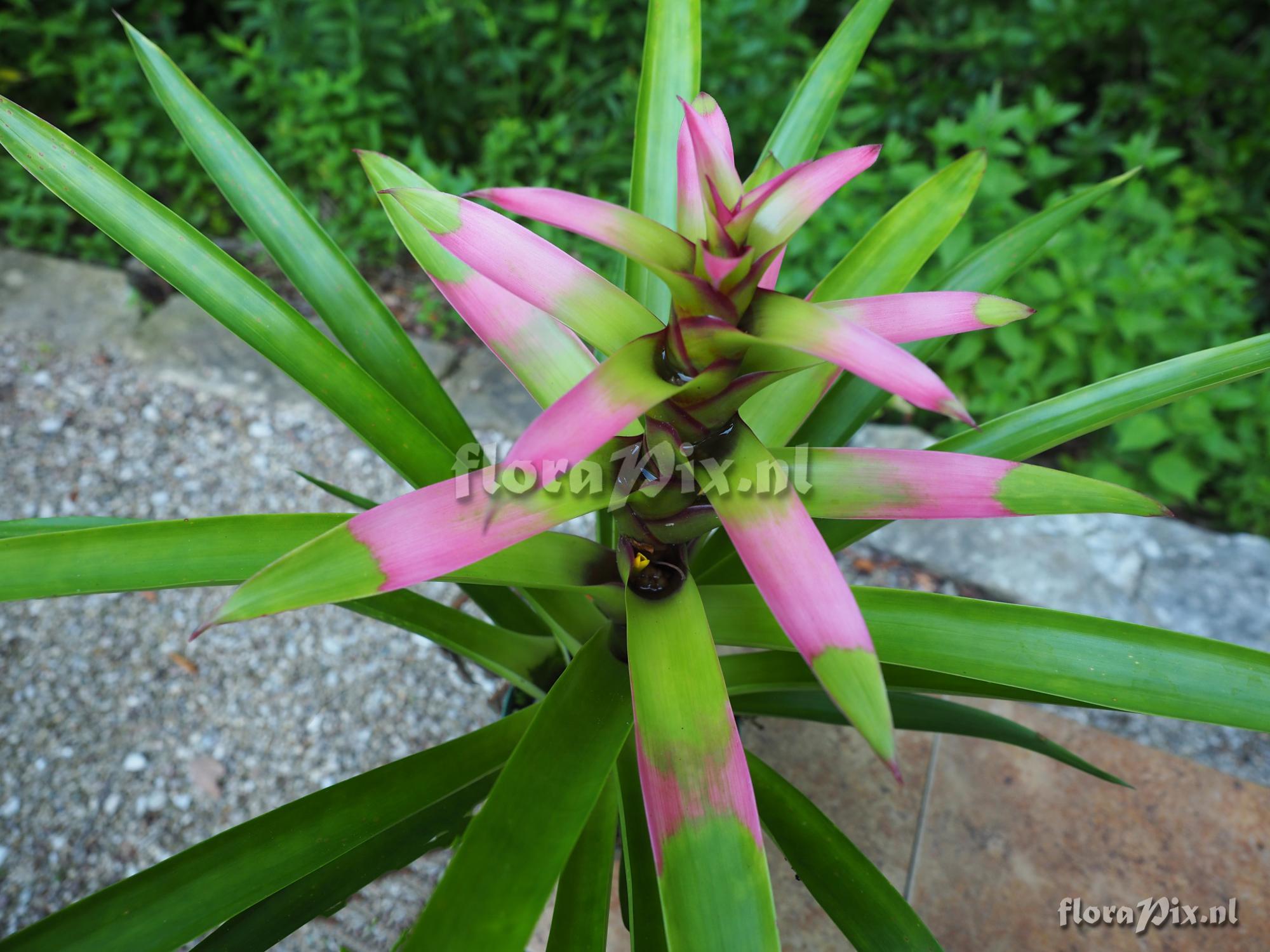 Guzmania kareniae