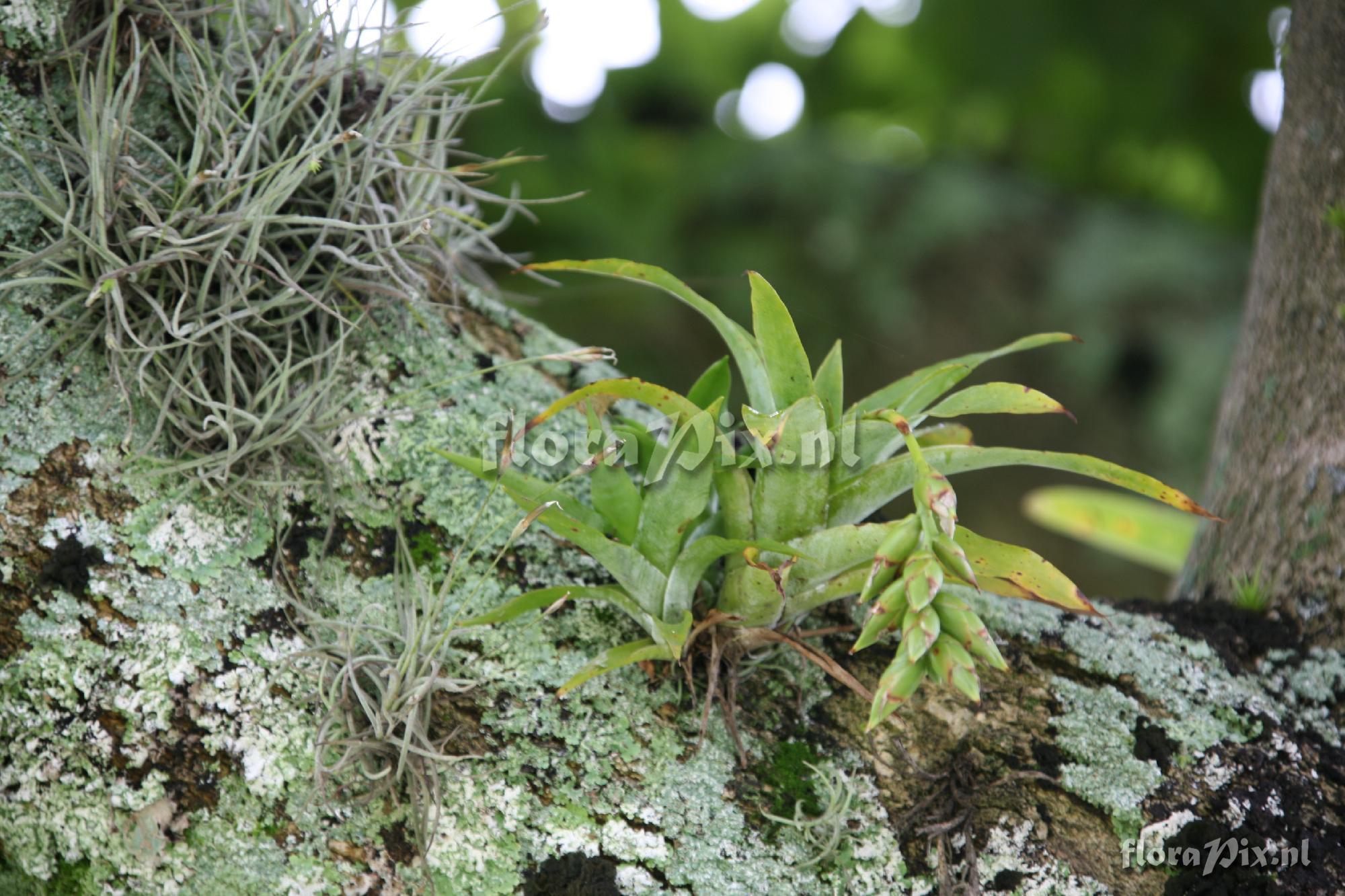 Catopsis spec.