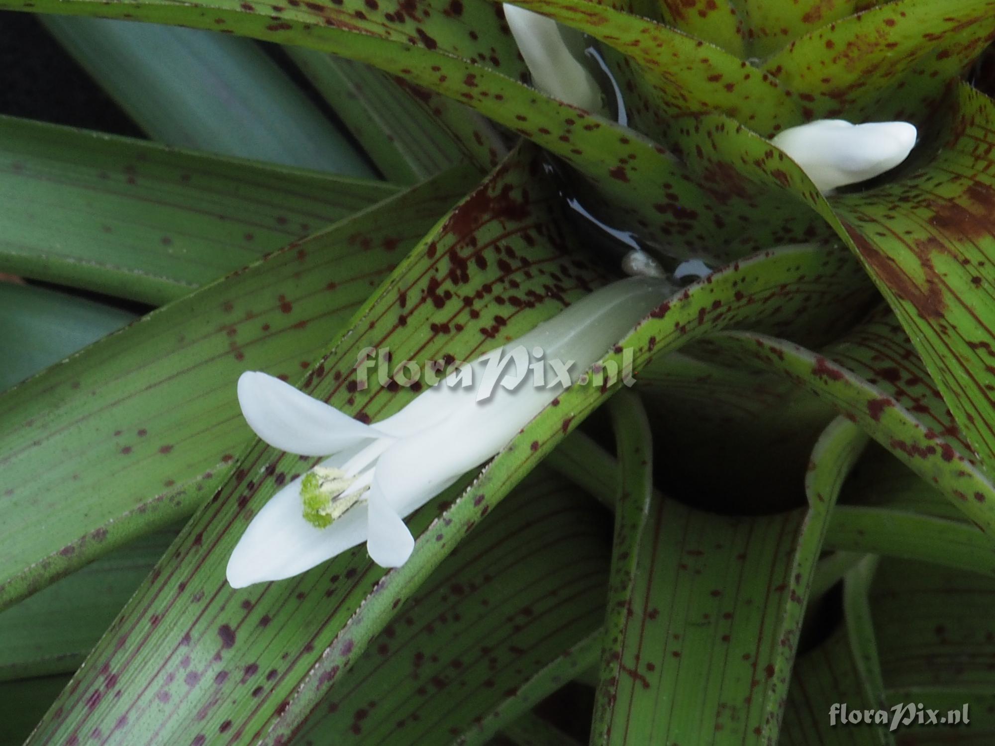 Guzmania nidularioides