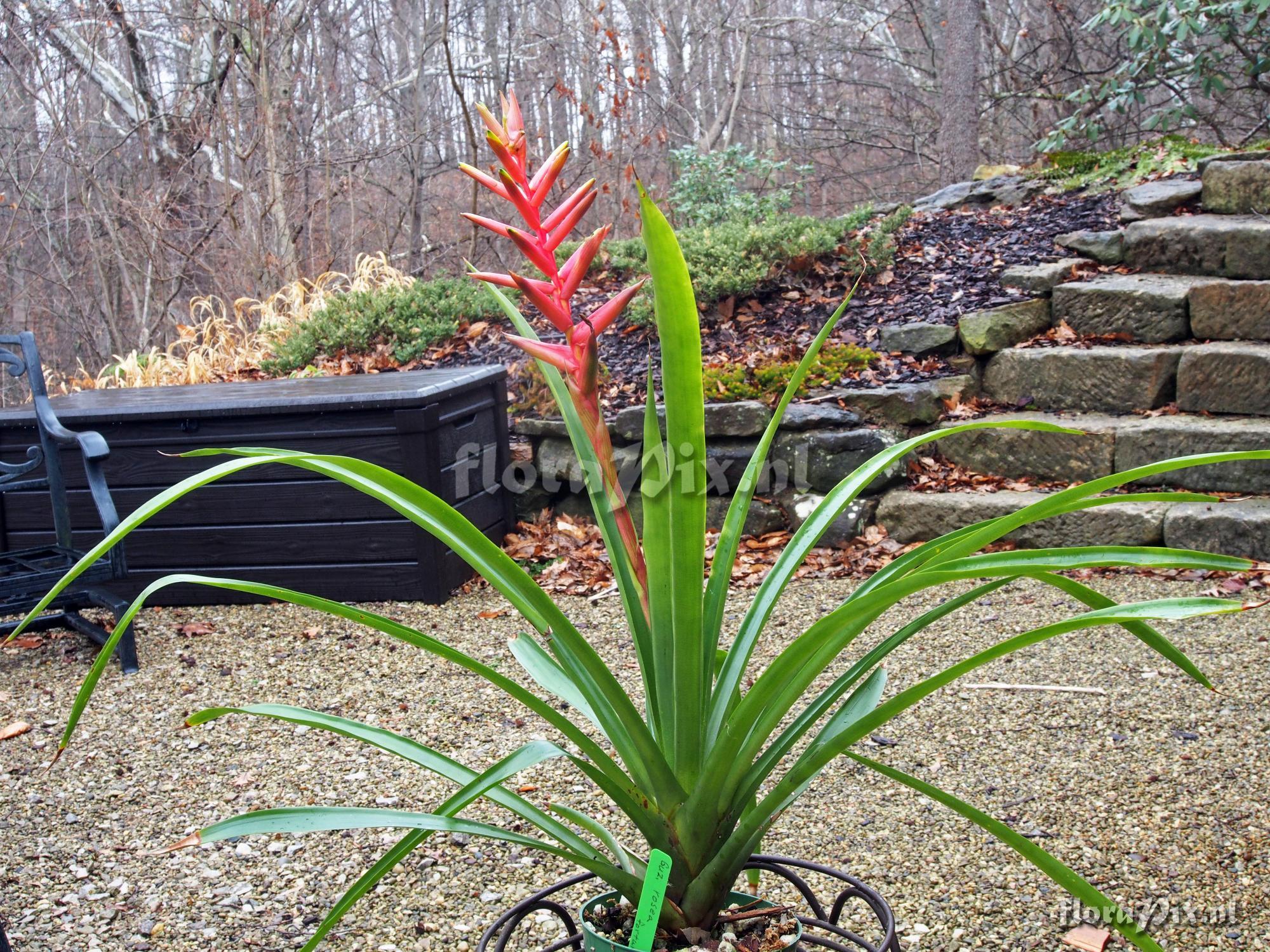 Guzmania rosea