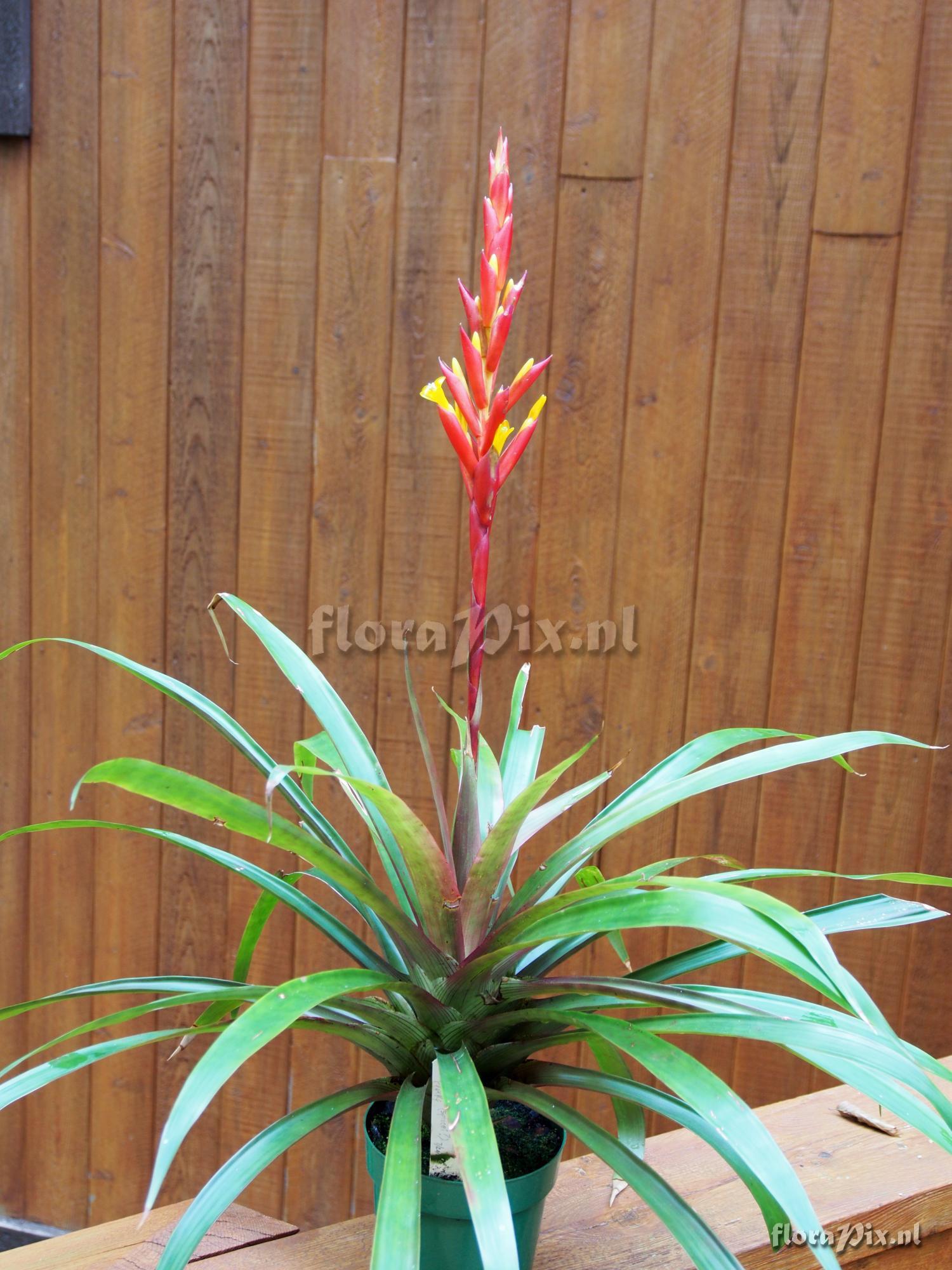 Guzmania rosea