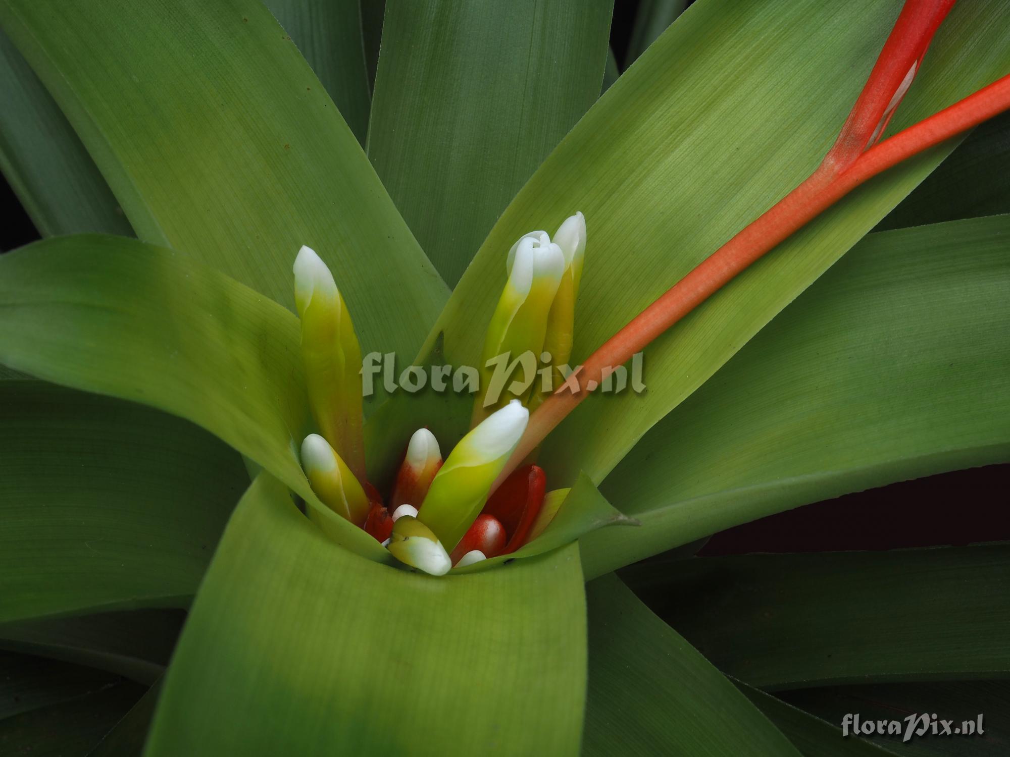 Guzmania sanguinea var. comosa