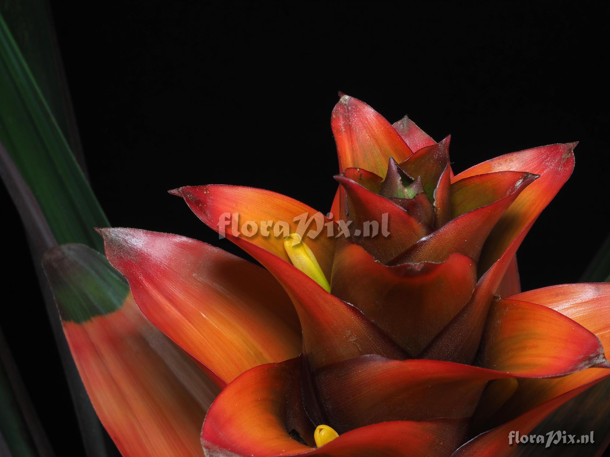 Guzmania squarrosa