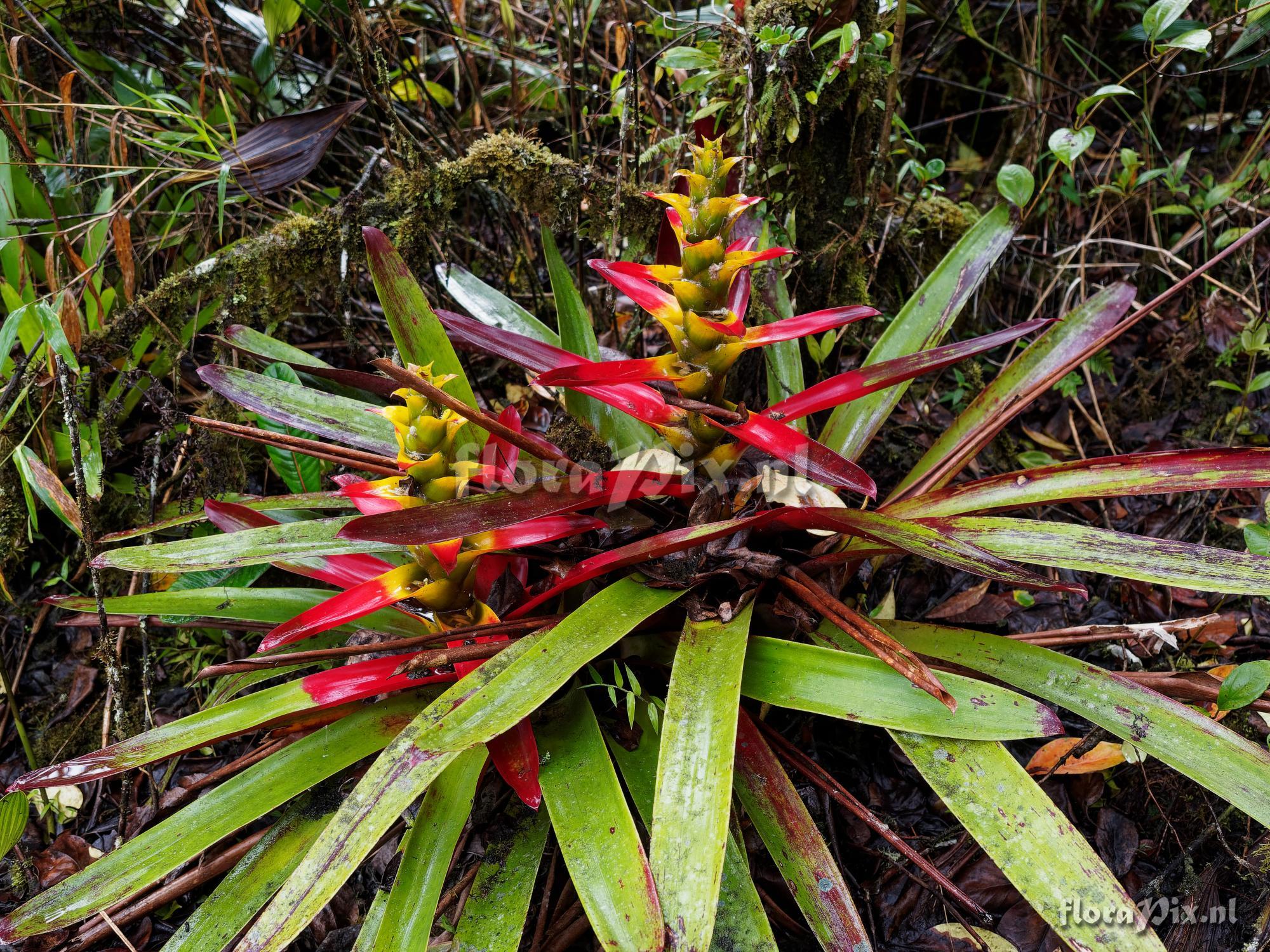 Guzmania squarrosa