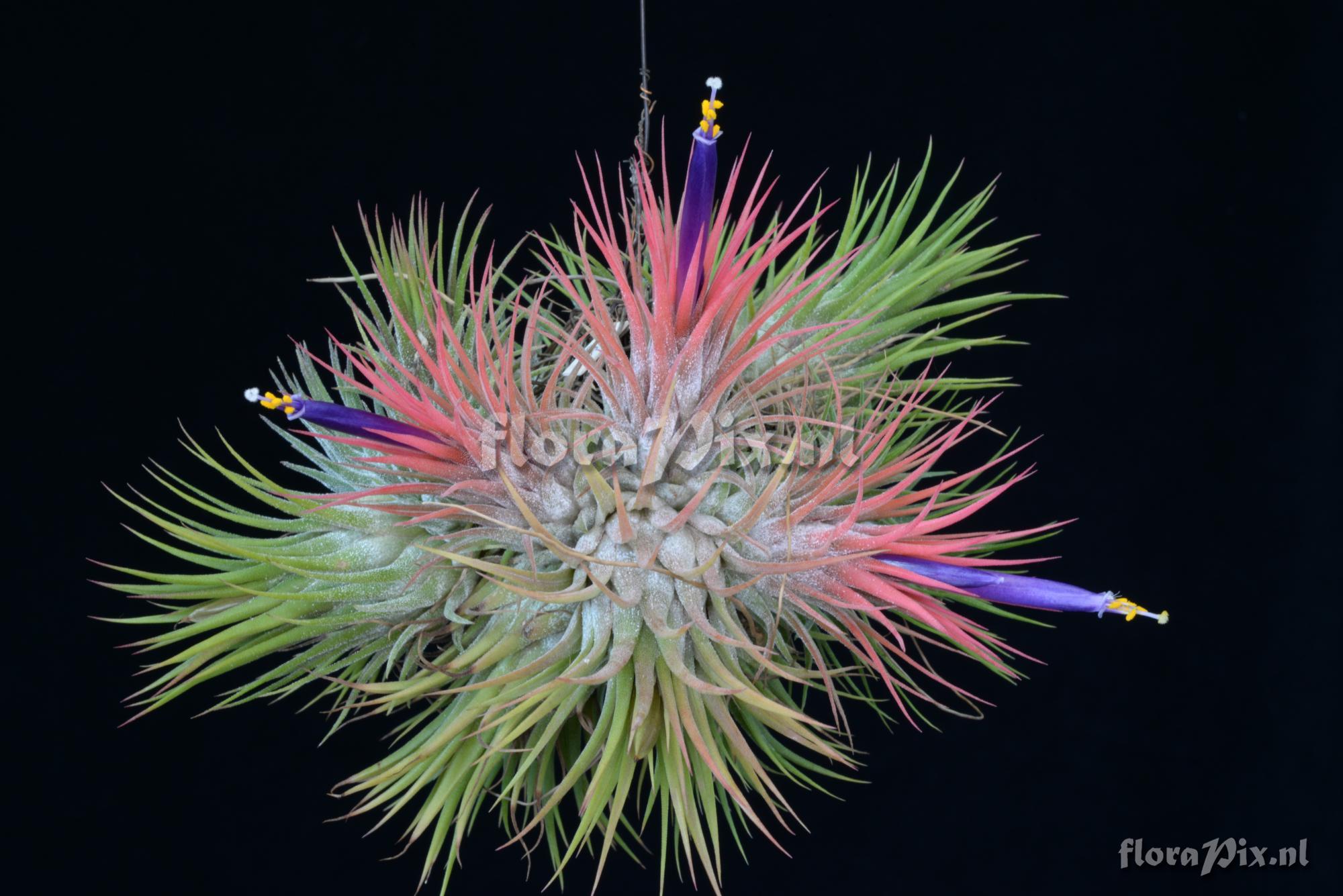 Tillandsia ionantha var. stricta