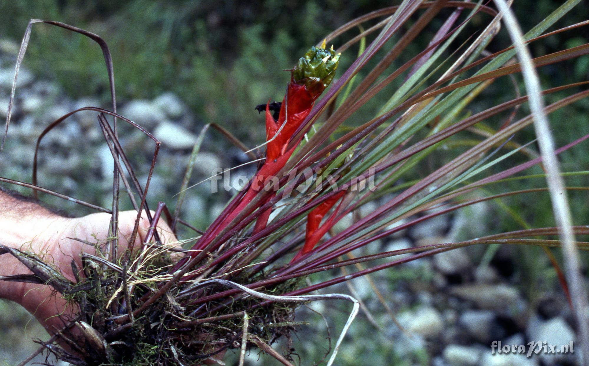 Guzmania globosa