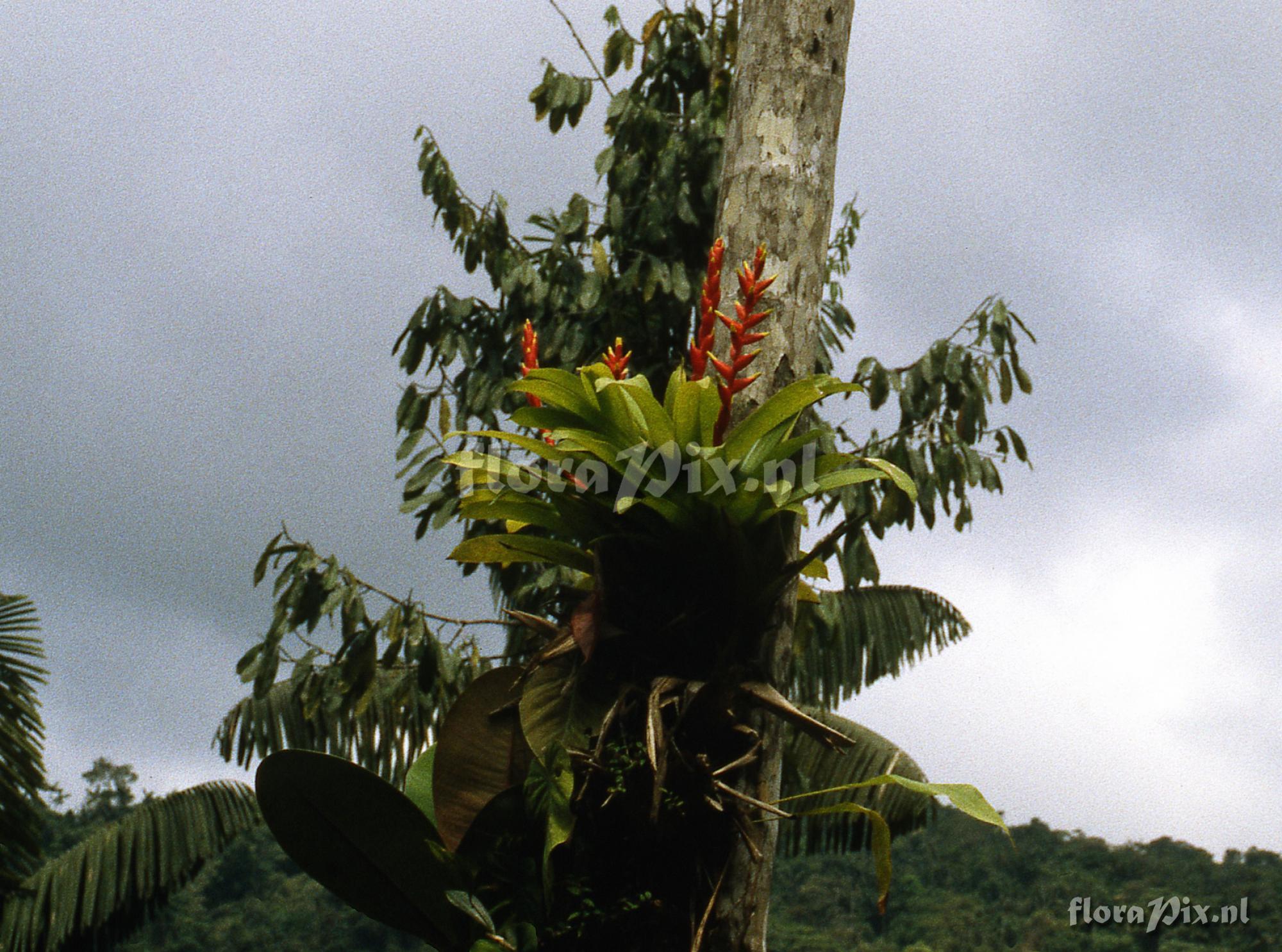 Guzmania rosea