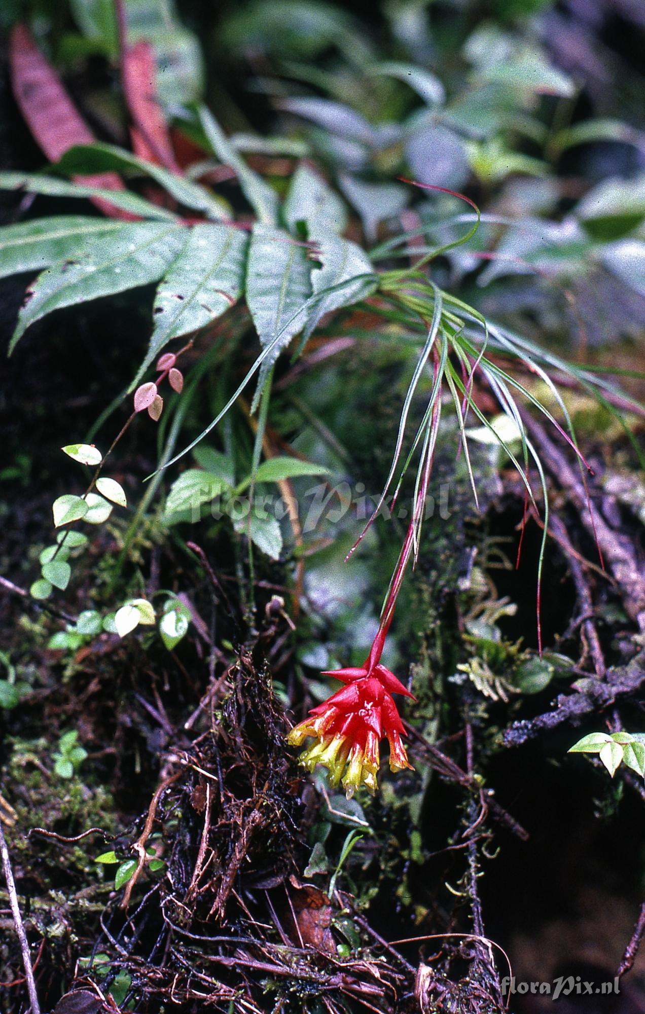 Guzmania graminifolia