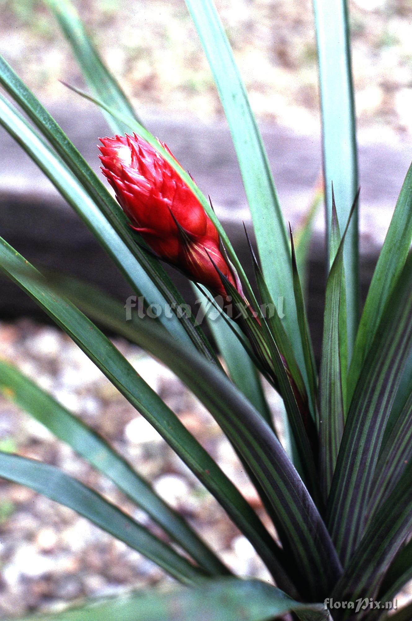 Guzmania devansayana